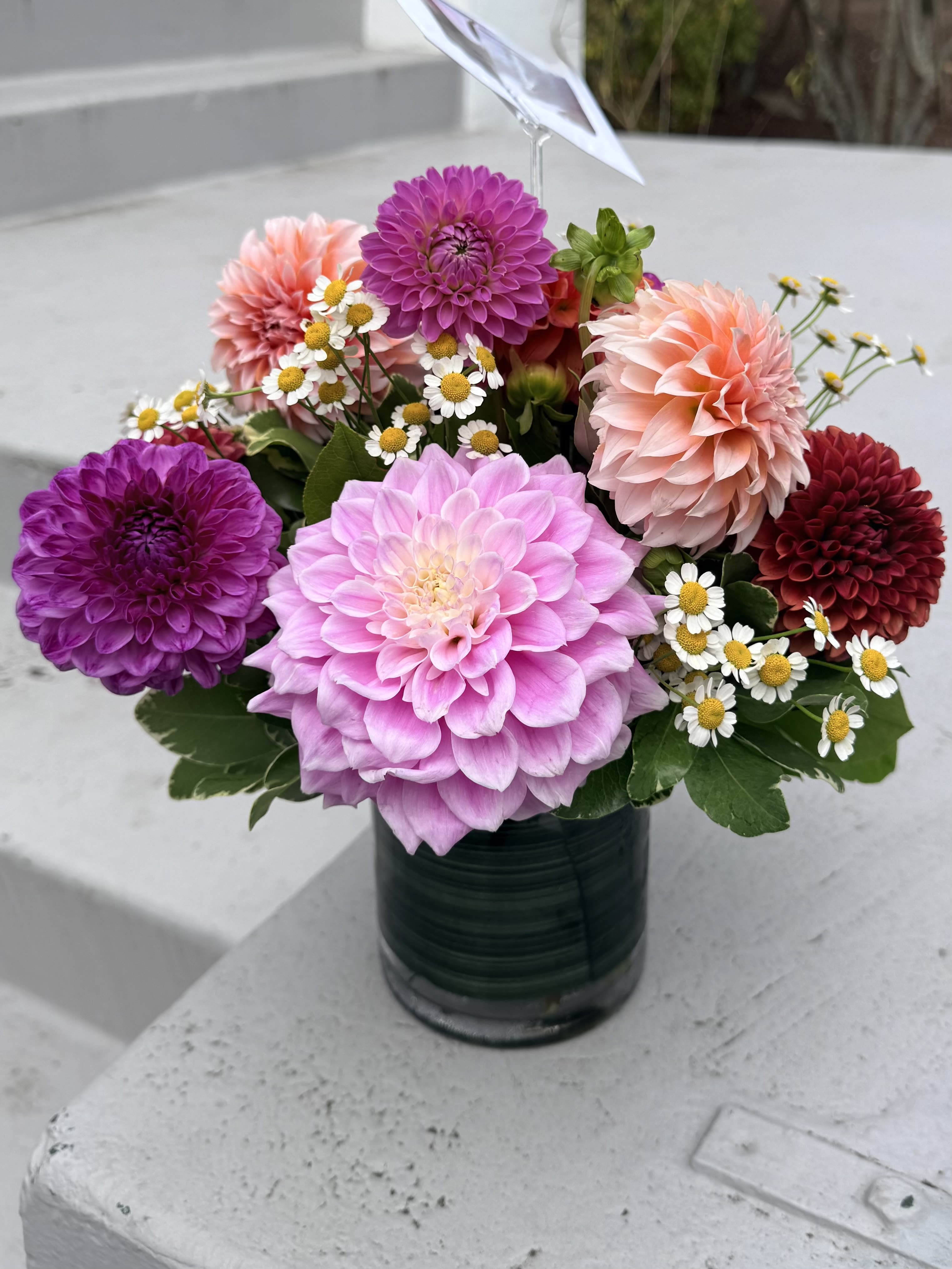 Dahlia Daze