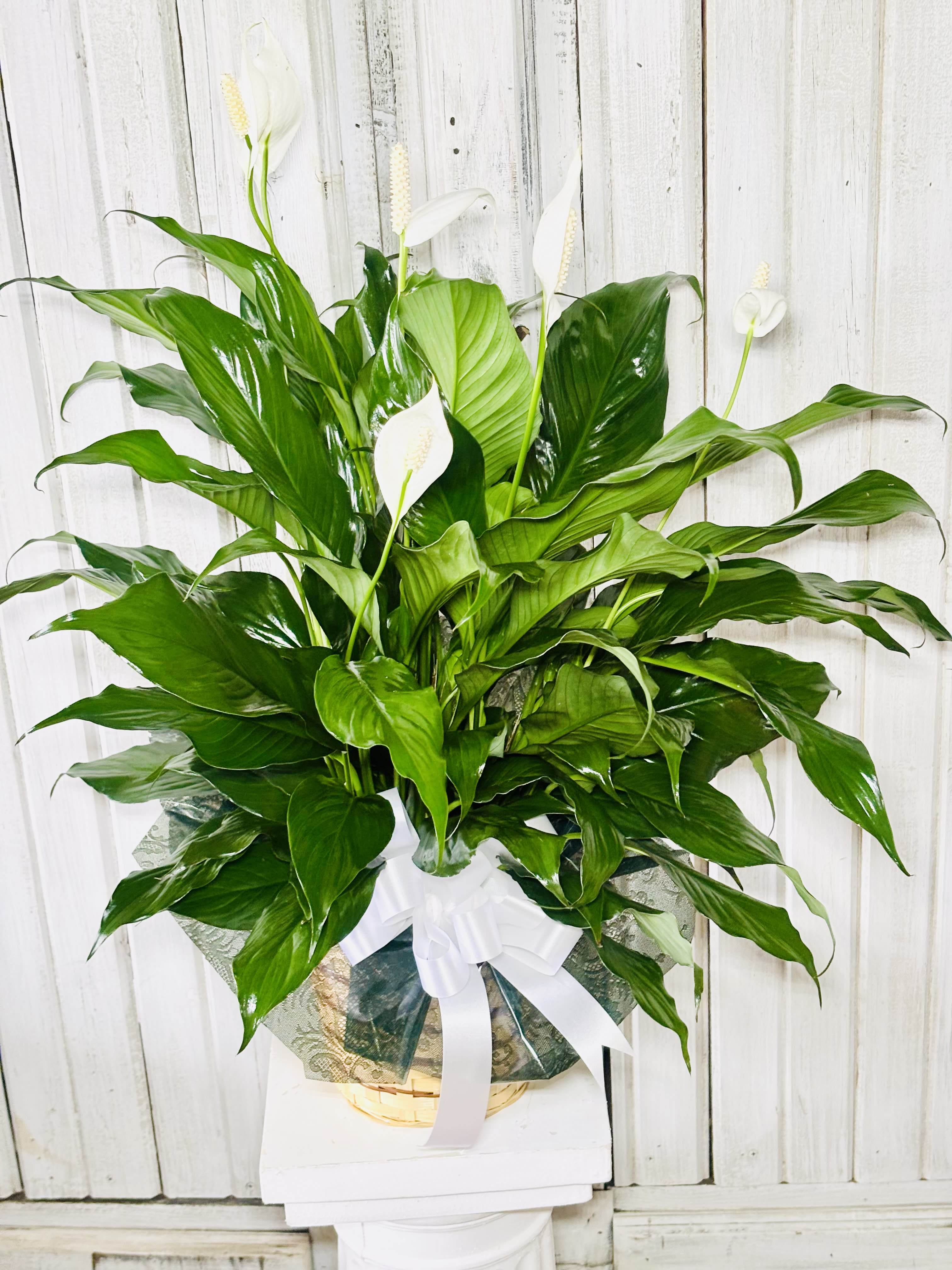 Spathiphyllum Plant by BloomNation™