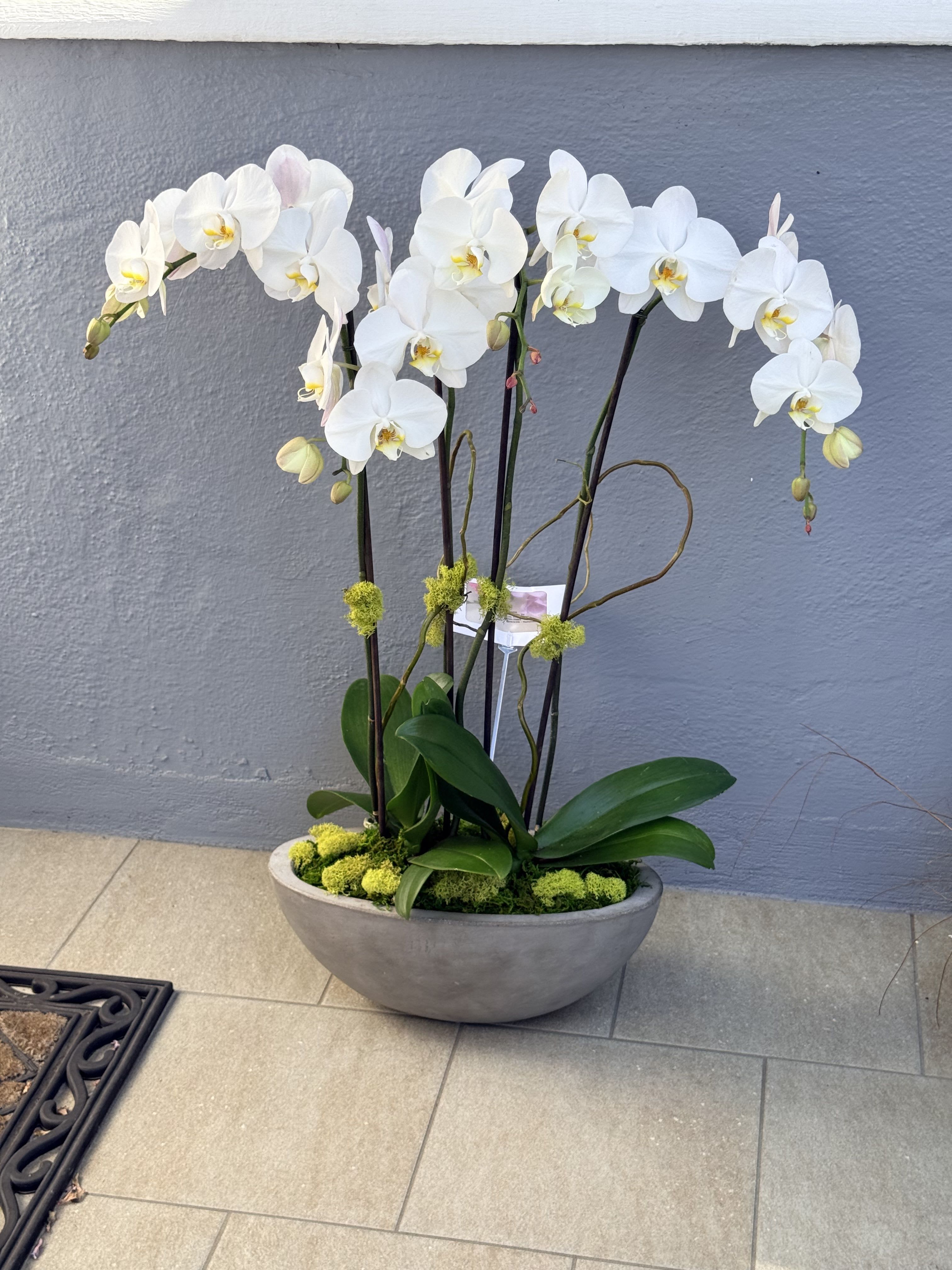 White Orchid Garden
