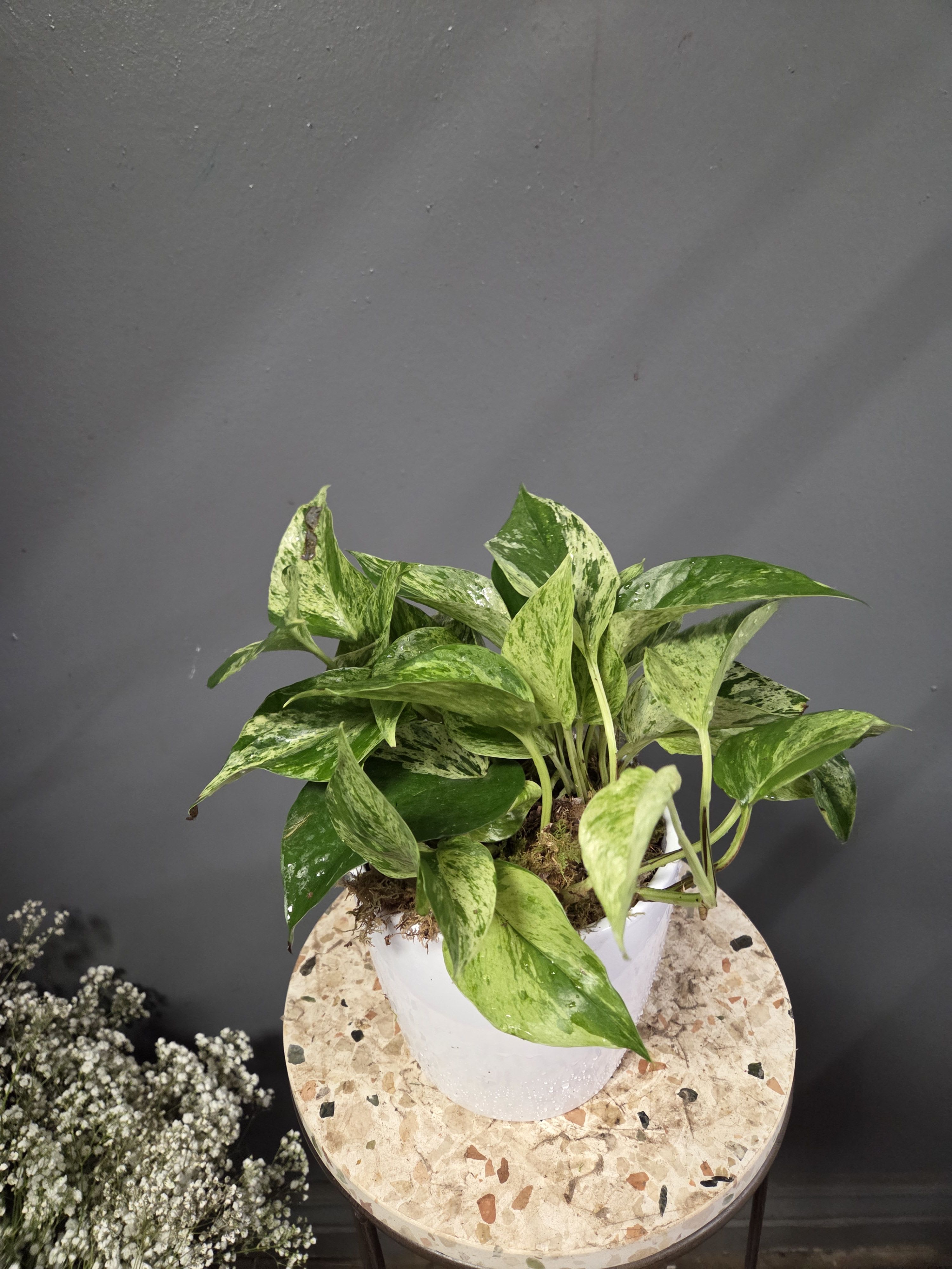 Pothos plant - AKA Epipremnum Aureum