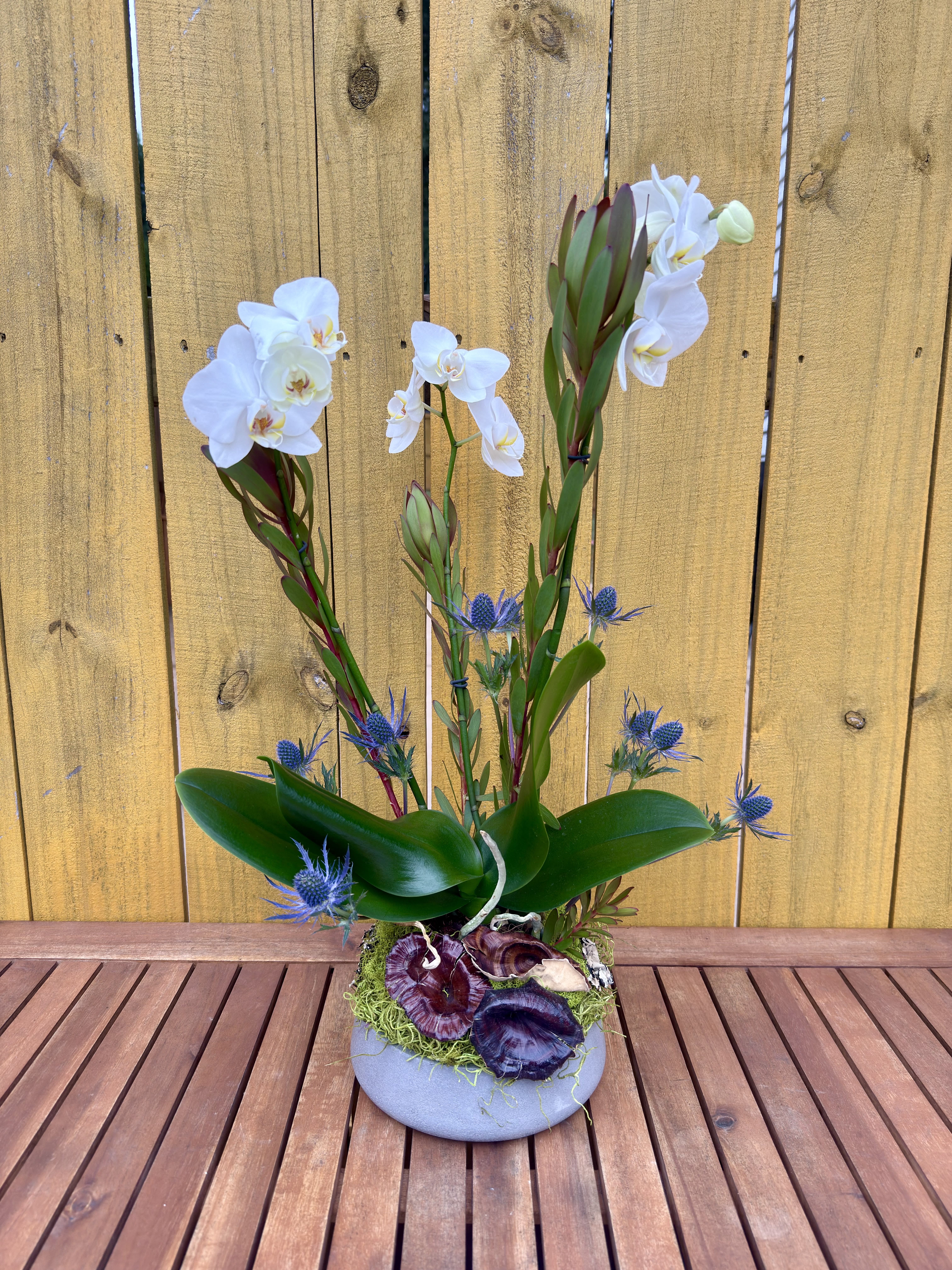 Two White Orchids