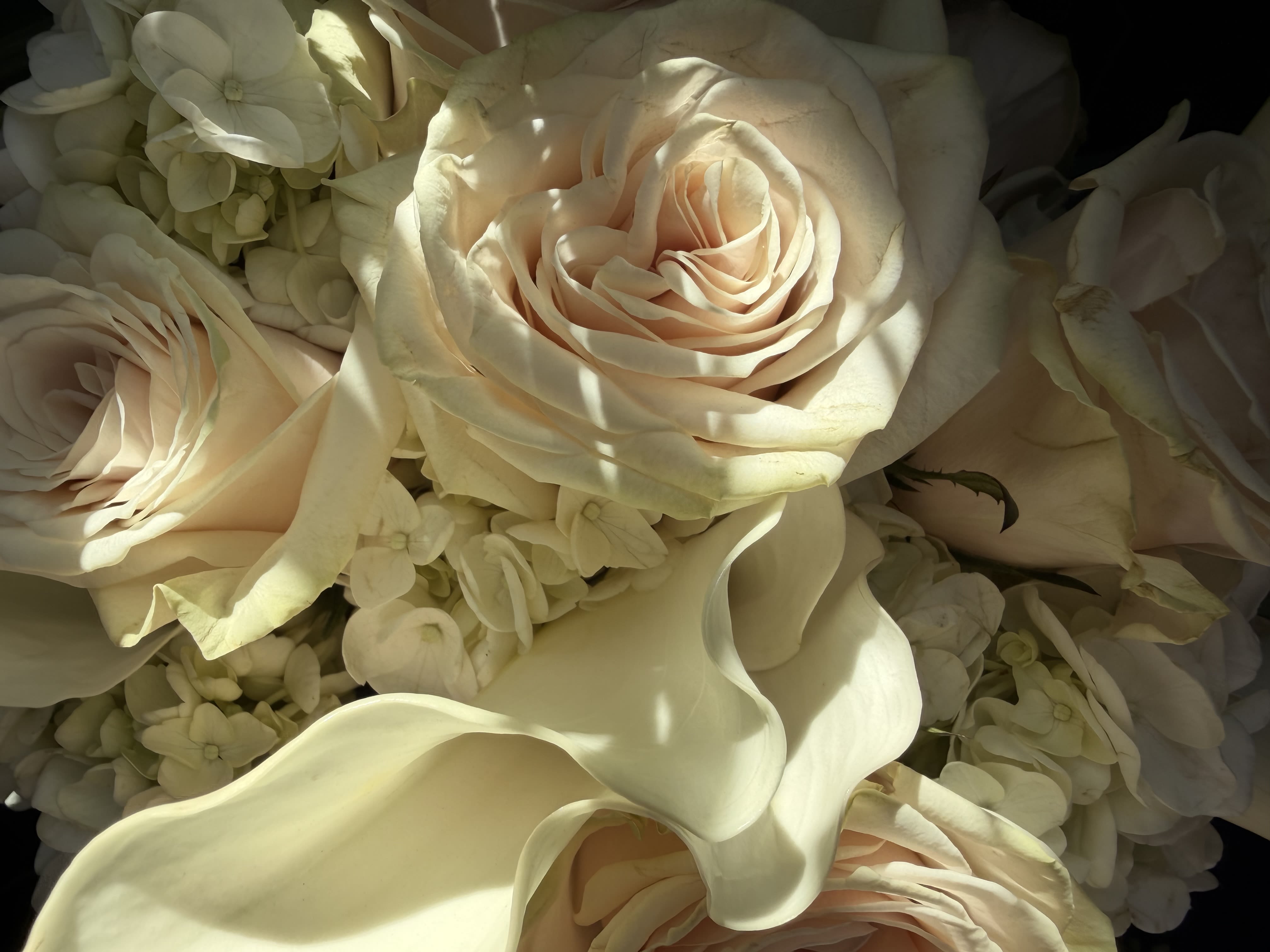 Simplicity by BloomNation™