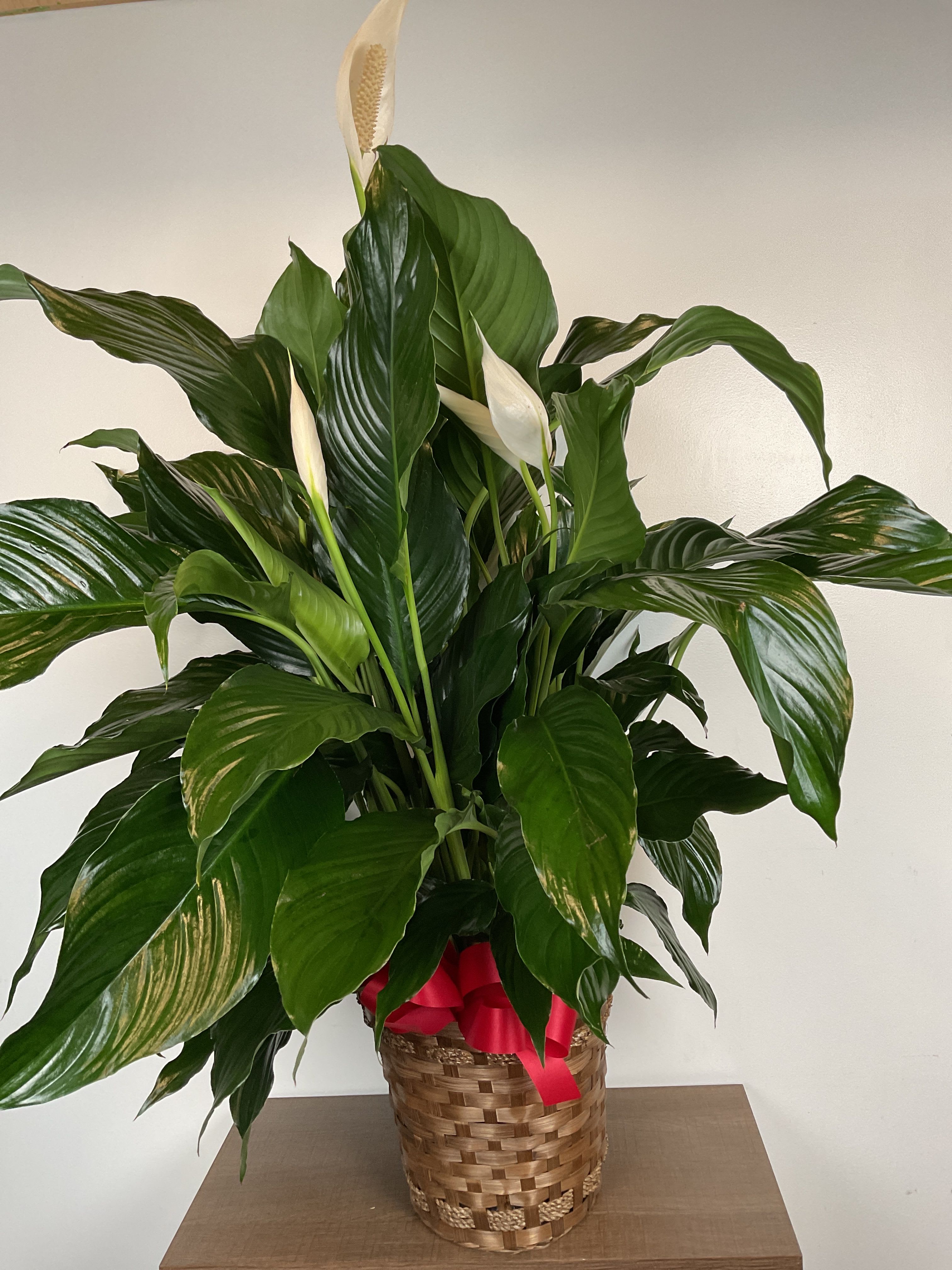 Peace Lily