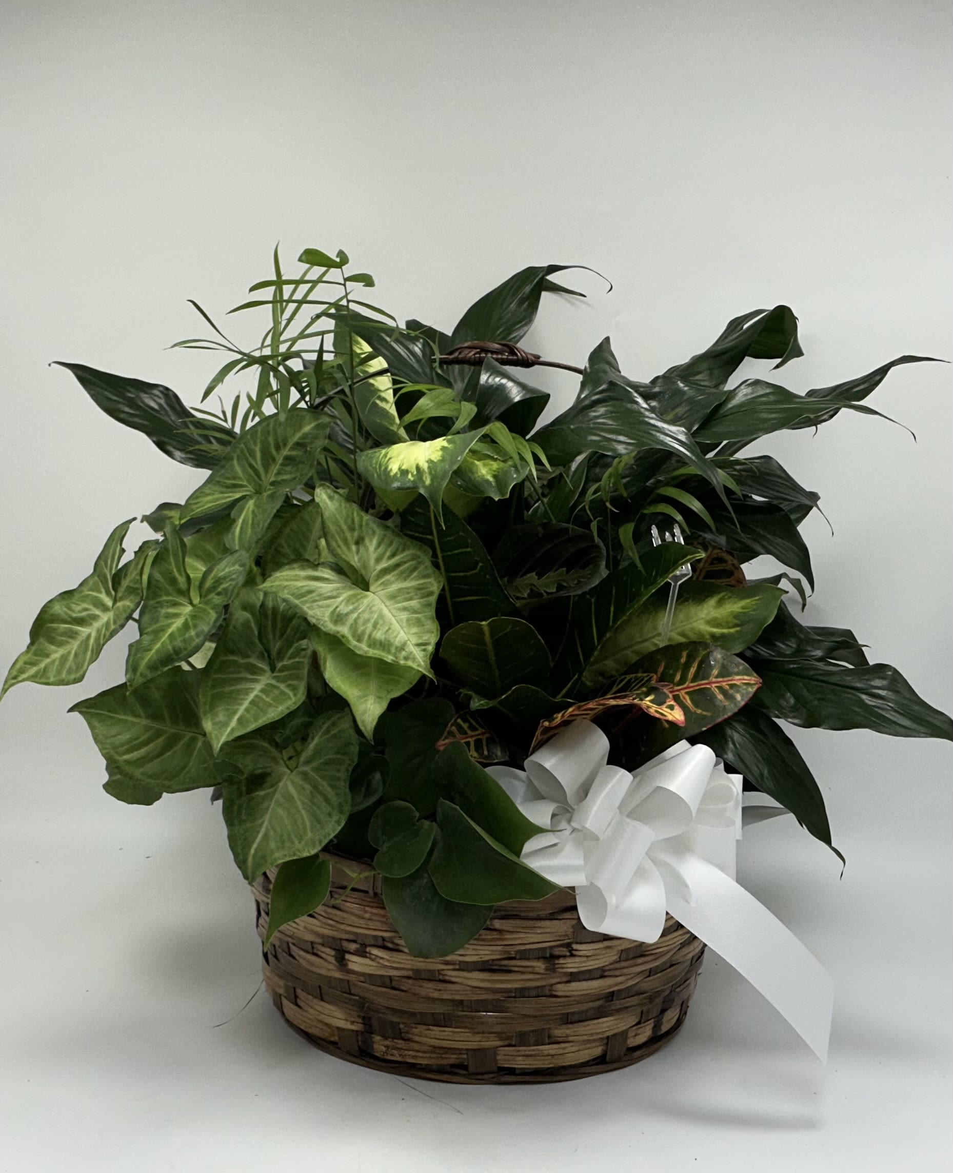 Large Dishgarden