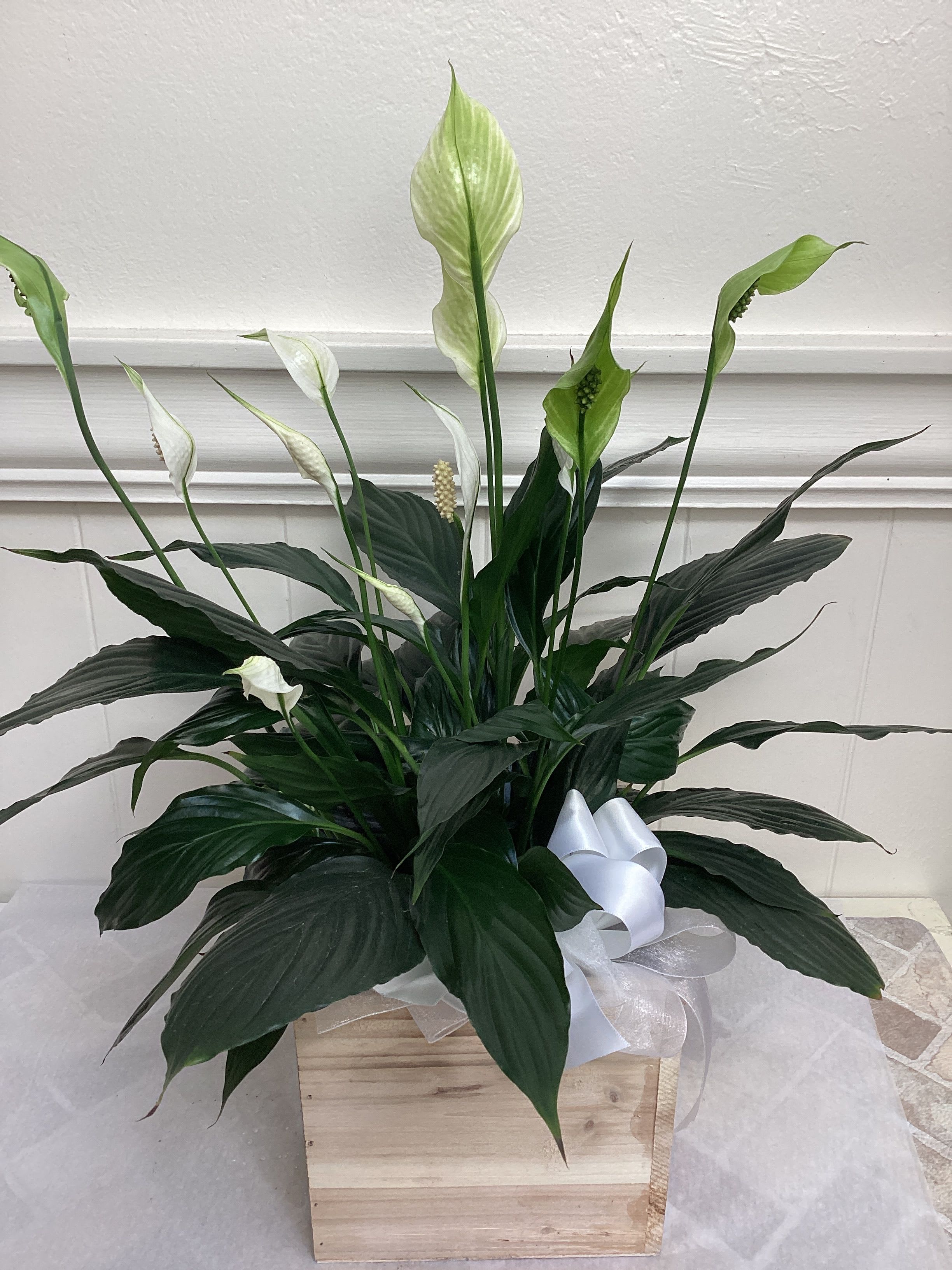 Peace Lily