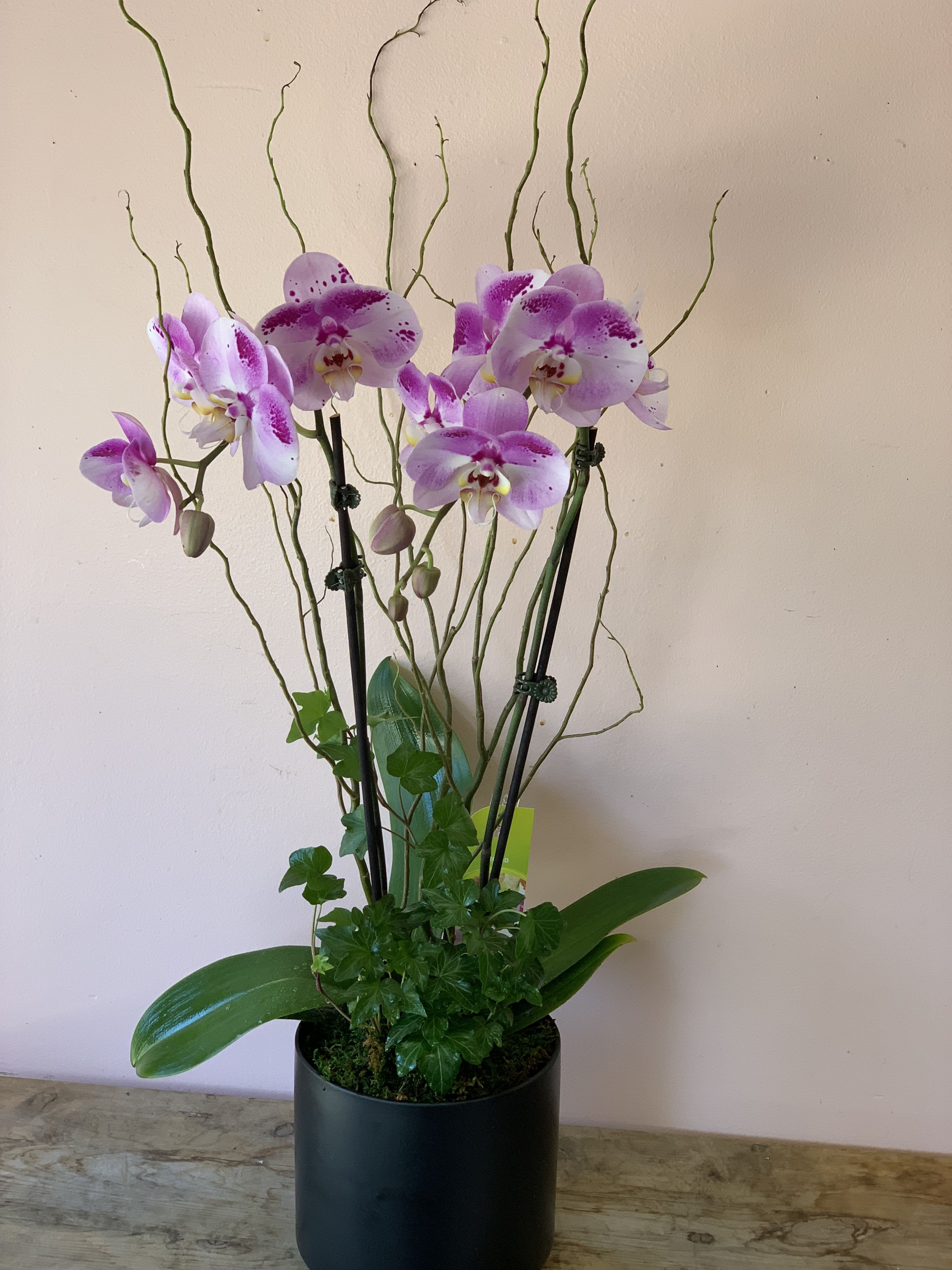 Lavender Phalaenopsis Orchid Garden | San Francisco Flower Delivery by Fillmore Florist