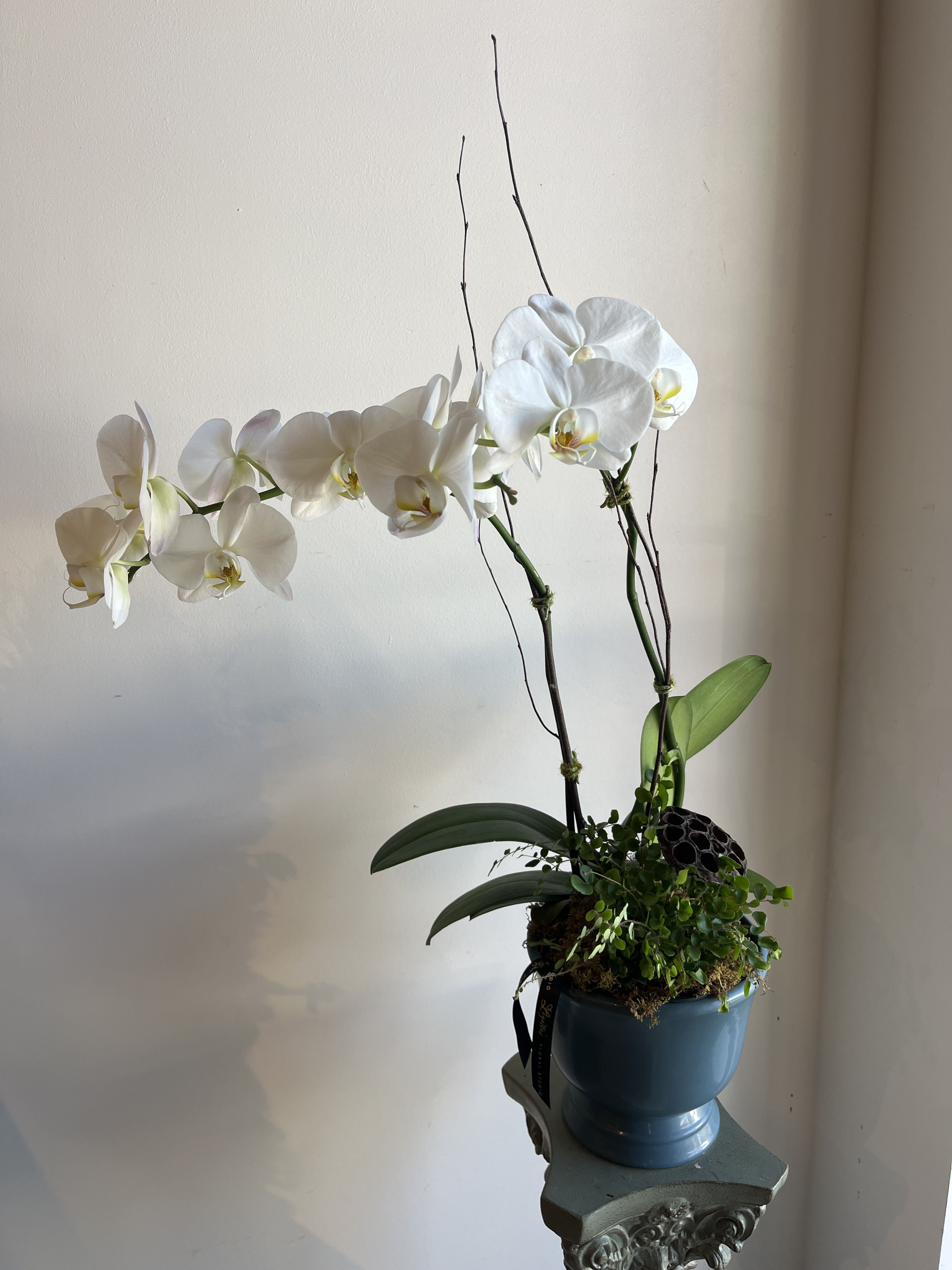 Potted Orchid Arrangement