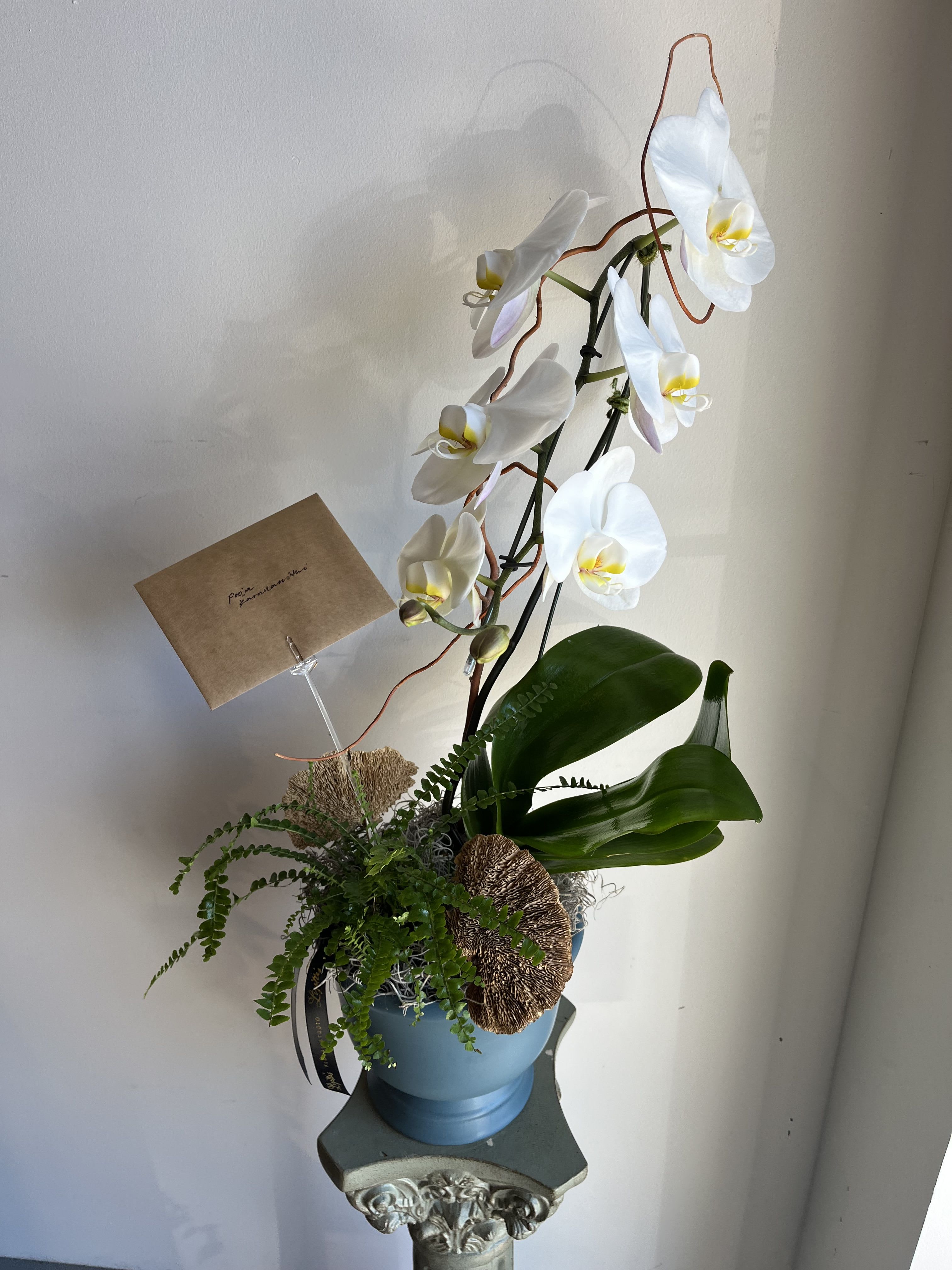 Potted Orchid Arrangement