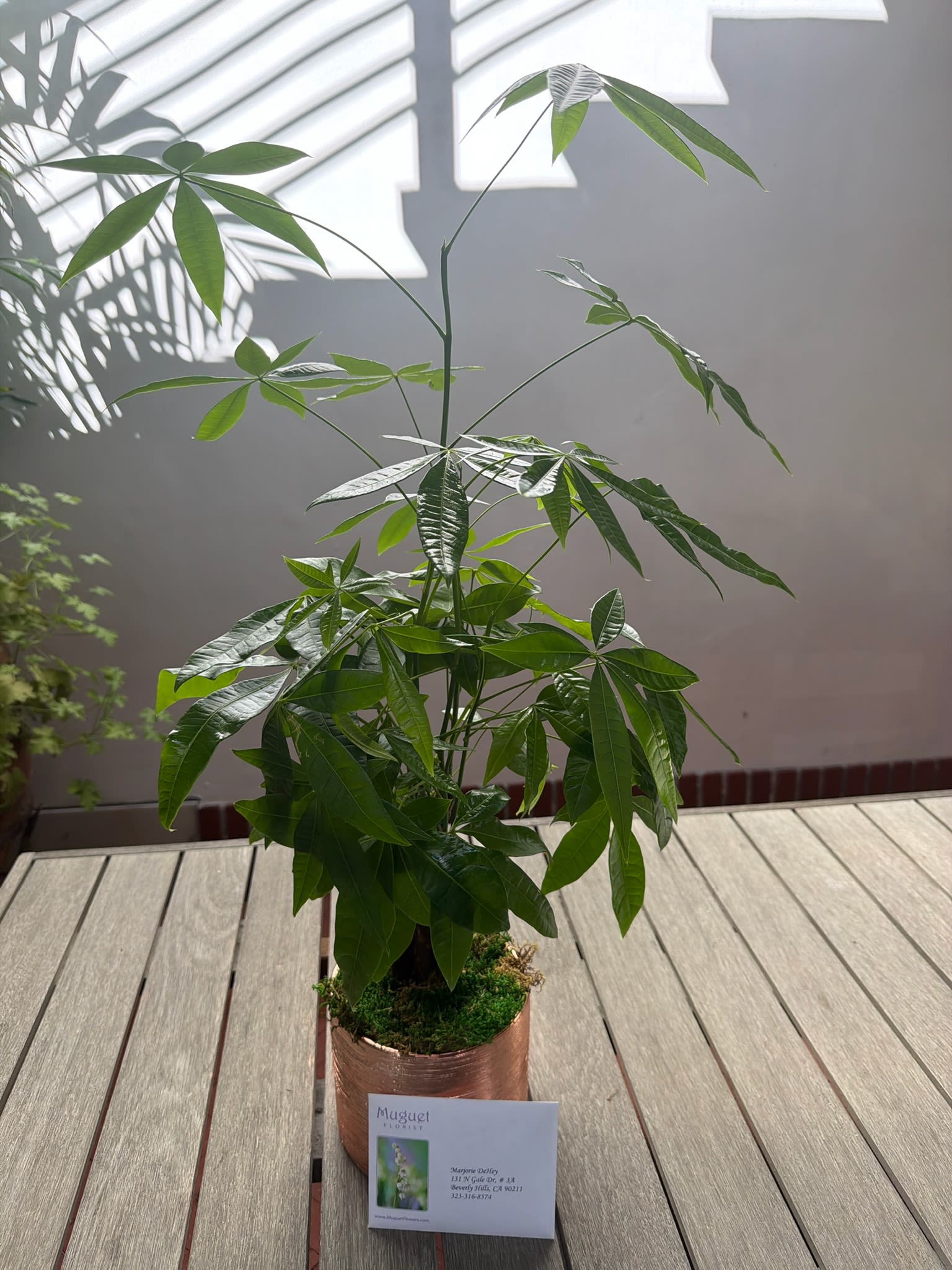 Money Tree by BloomNation™