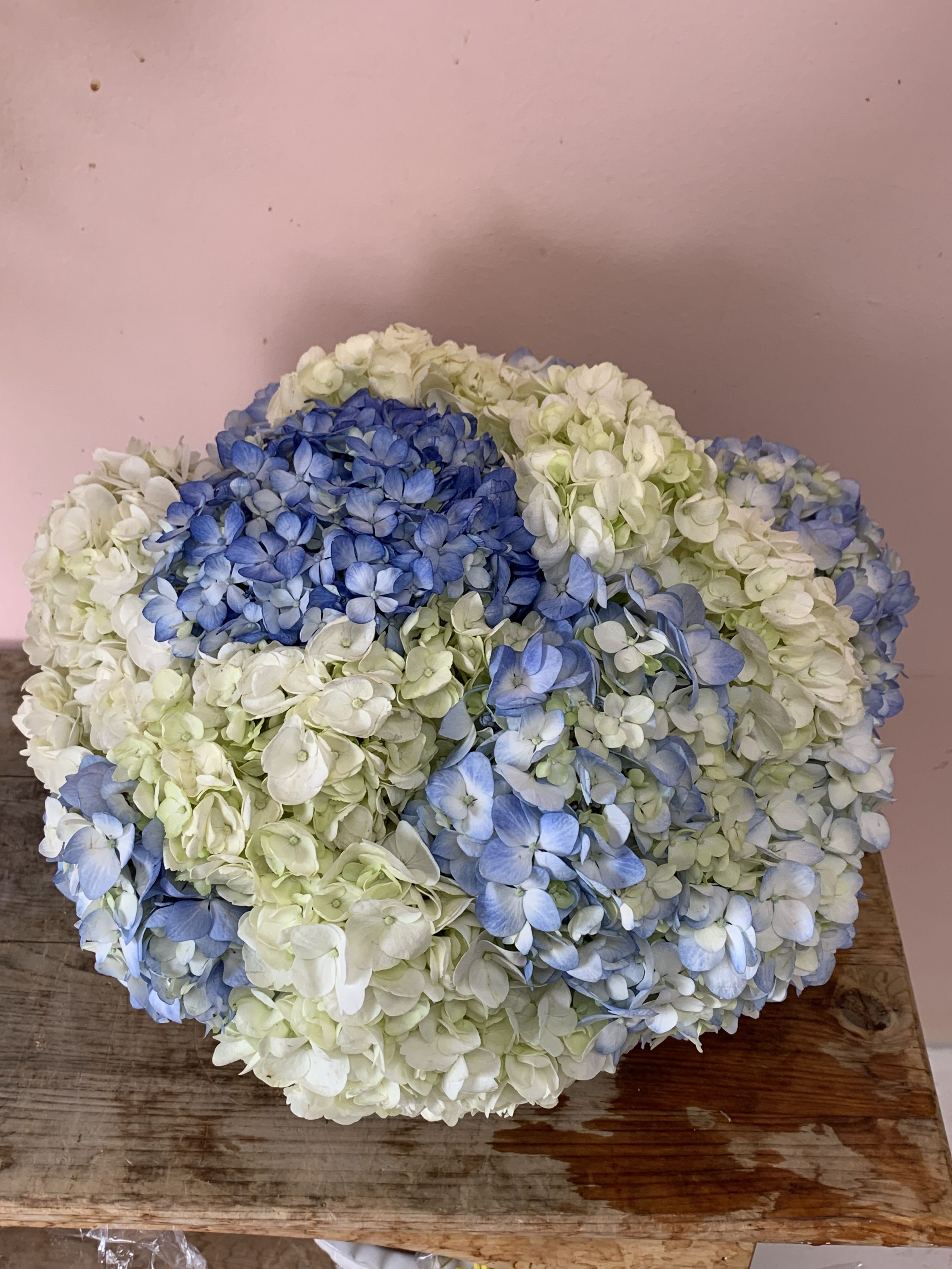 Out of the Blue | Blue & White Hydrangea Flower Delivery in San Francisco