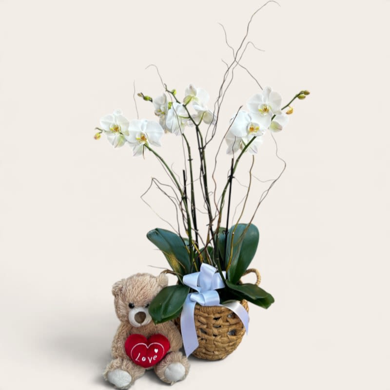 Ushas' Orchid Haven – Luxury Double Stem Orchid Planter