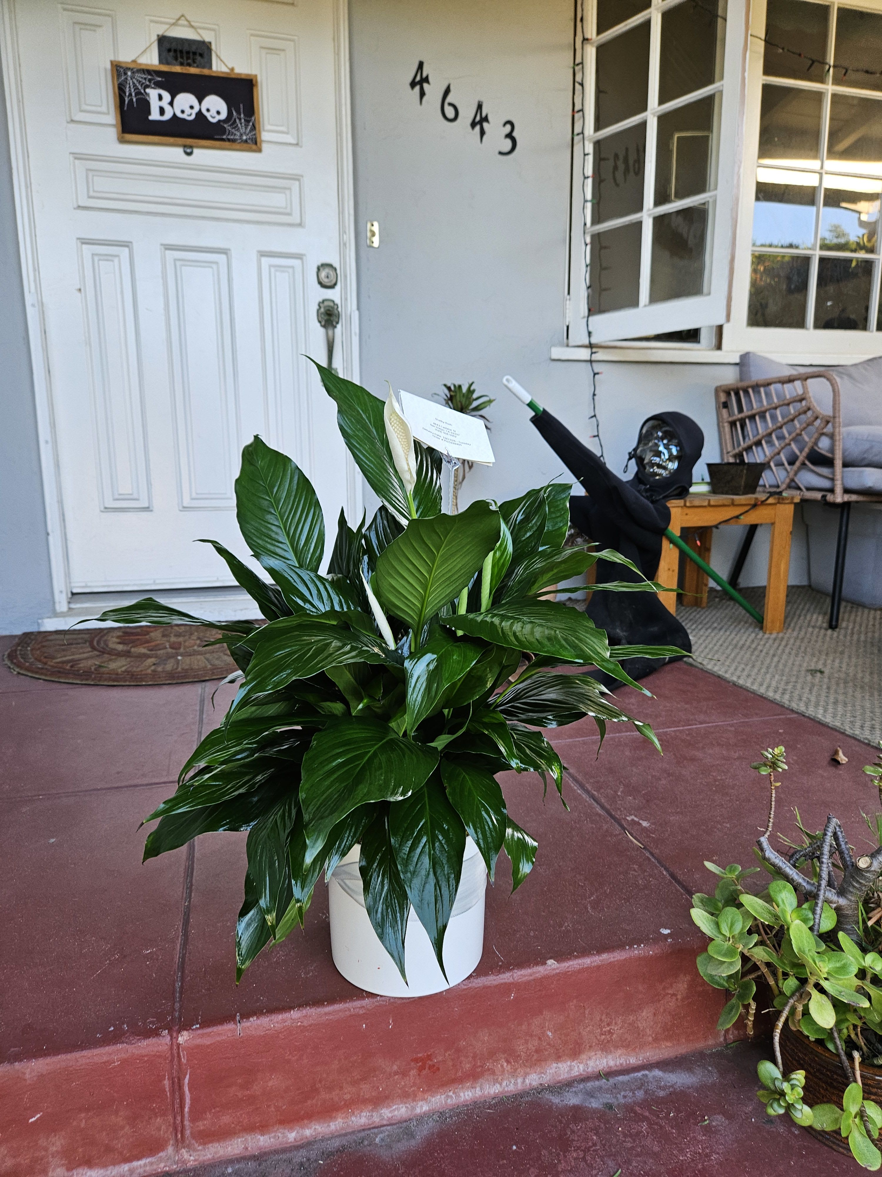 Spathiphyllum Plant by BloomNation™