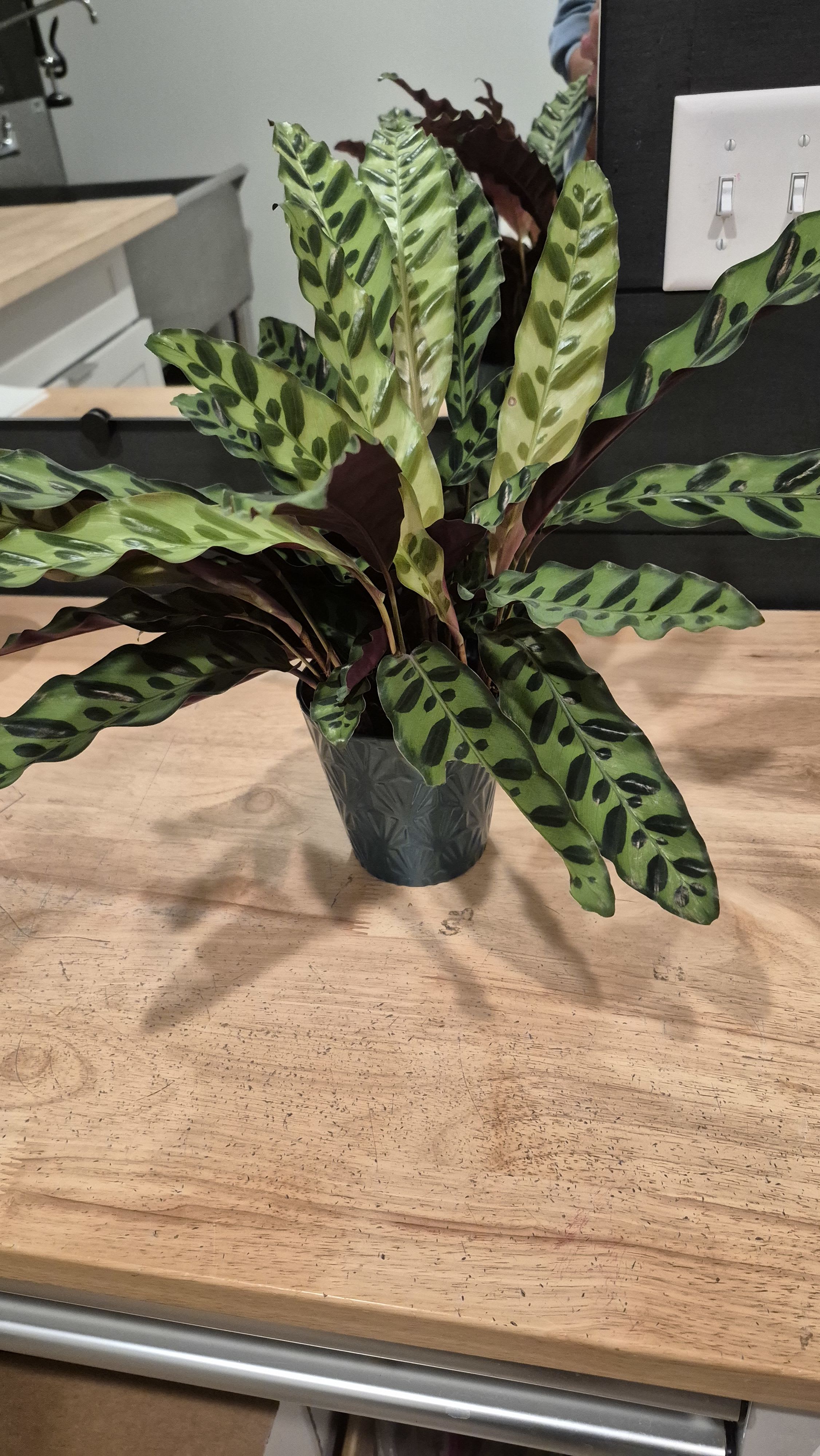 Raindrop Plant by BloomNation™