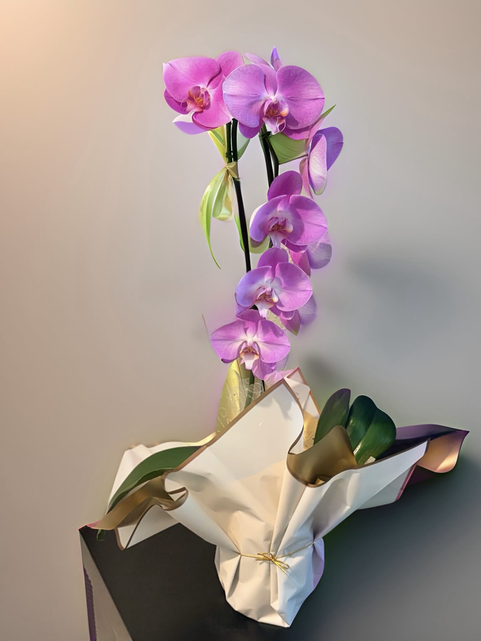 Pink Calypso Waterfall Orchid Plant