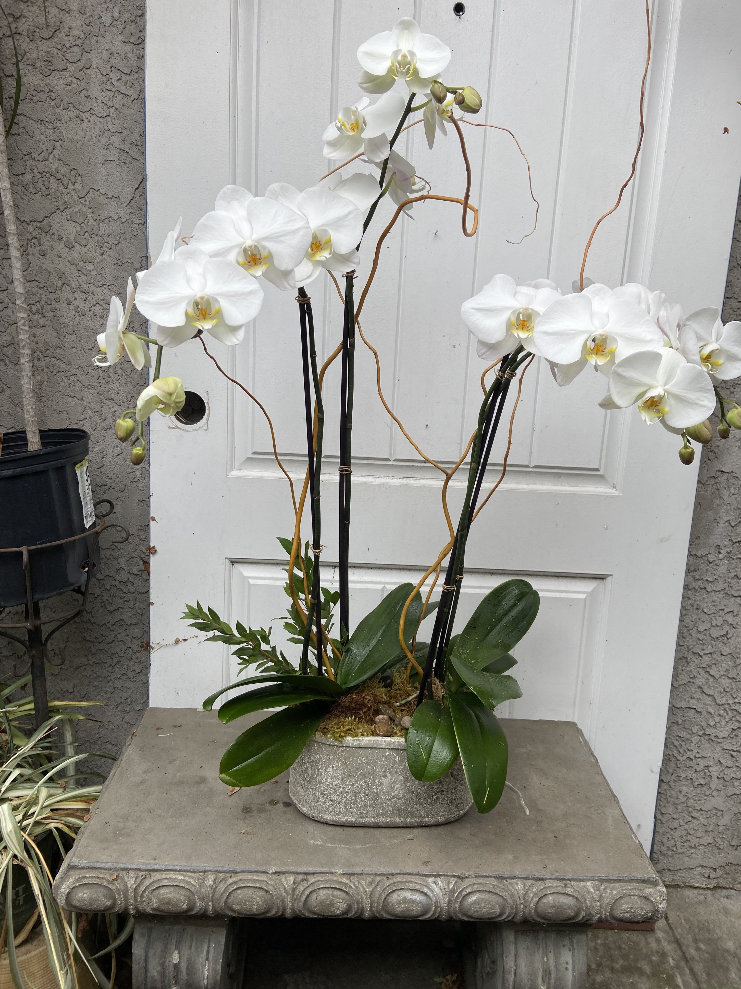 Two White Orchids