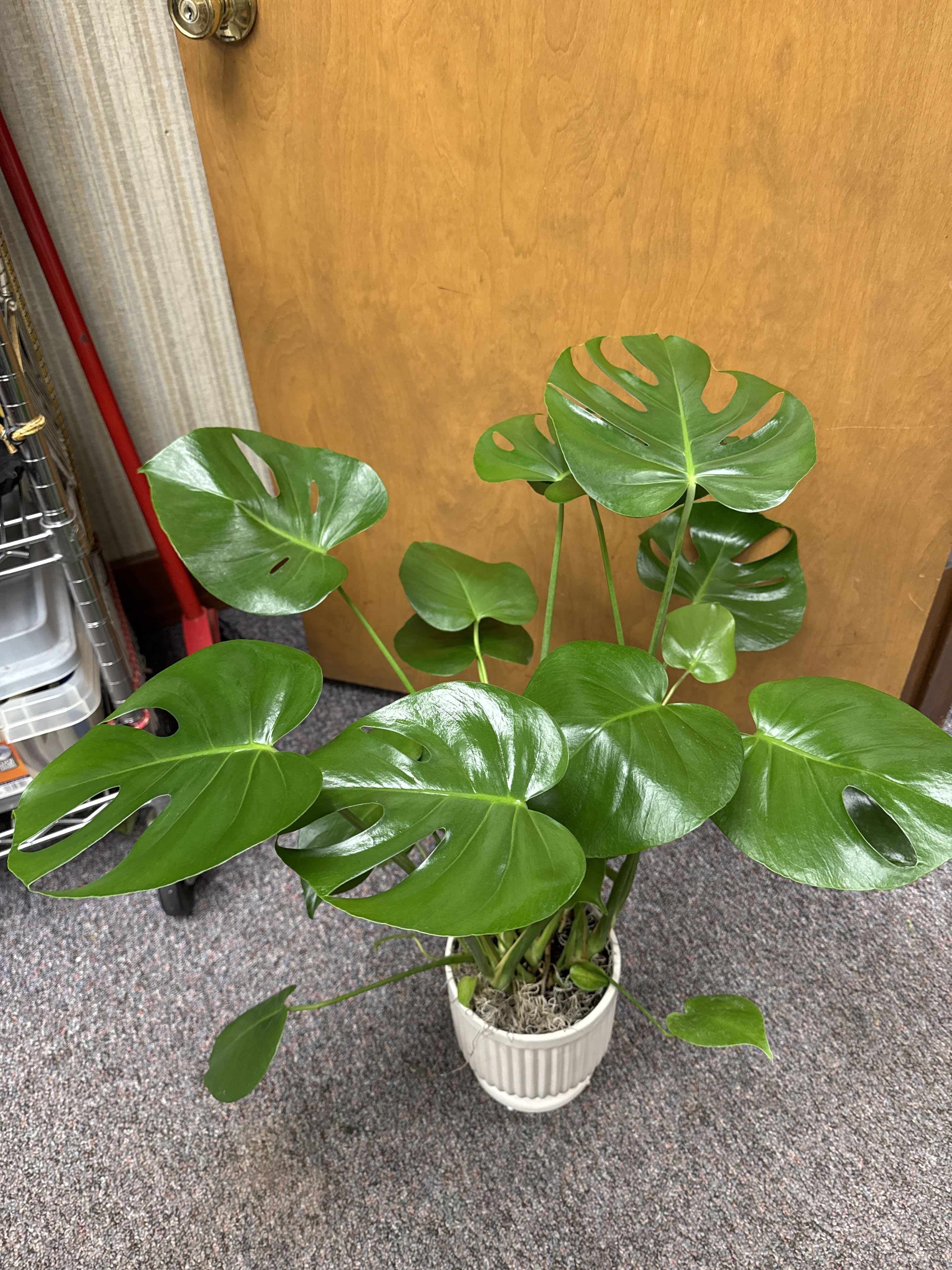Peace lily in ceramic pot