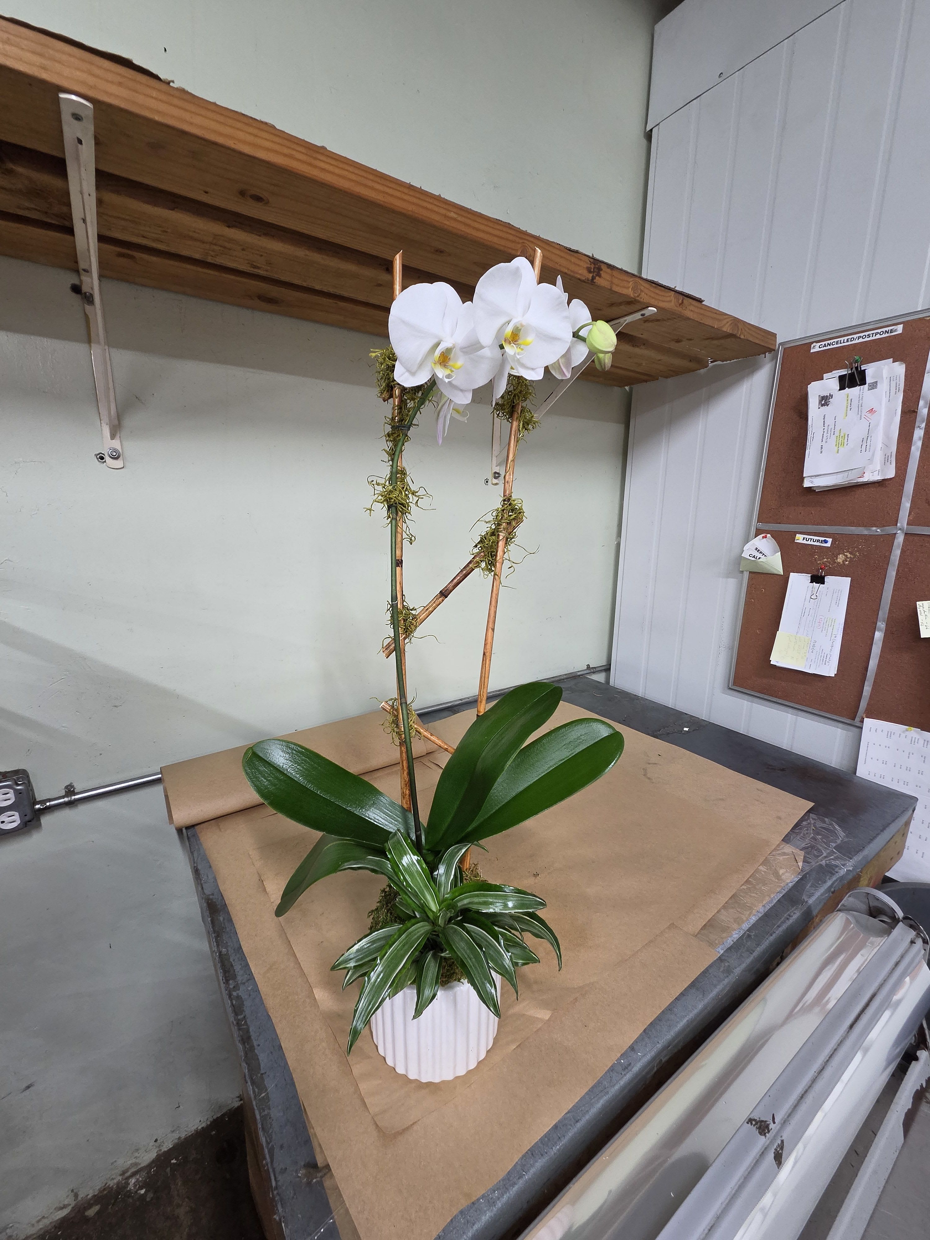 Beautiful Orchids – White Phalaenopsis Orchid in Bamboo Trellis Pot
