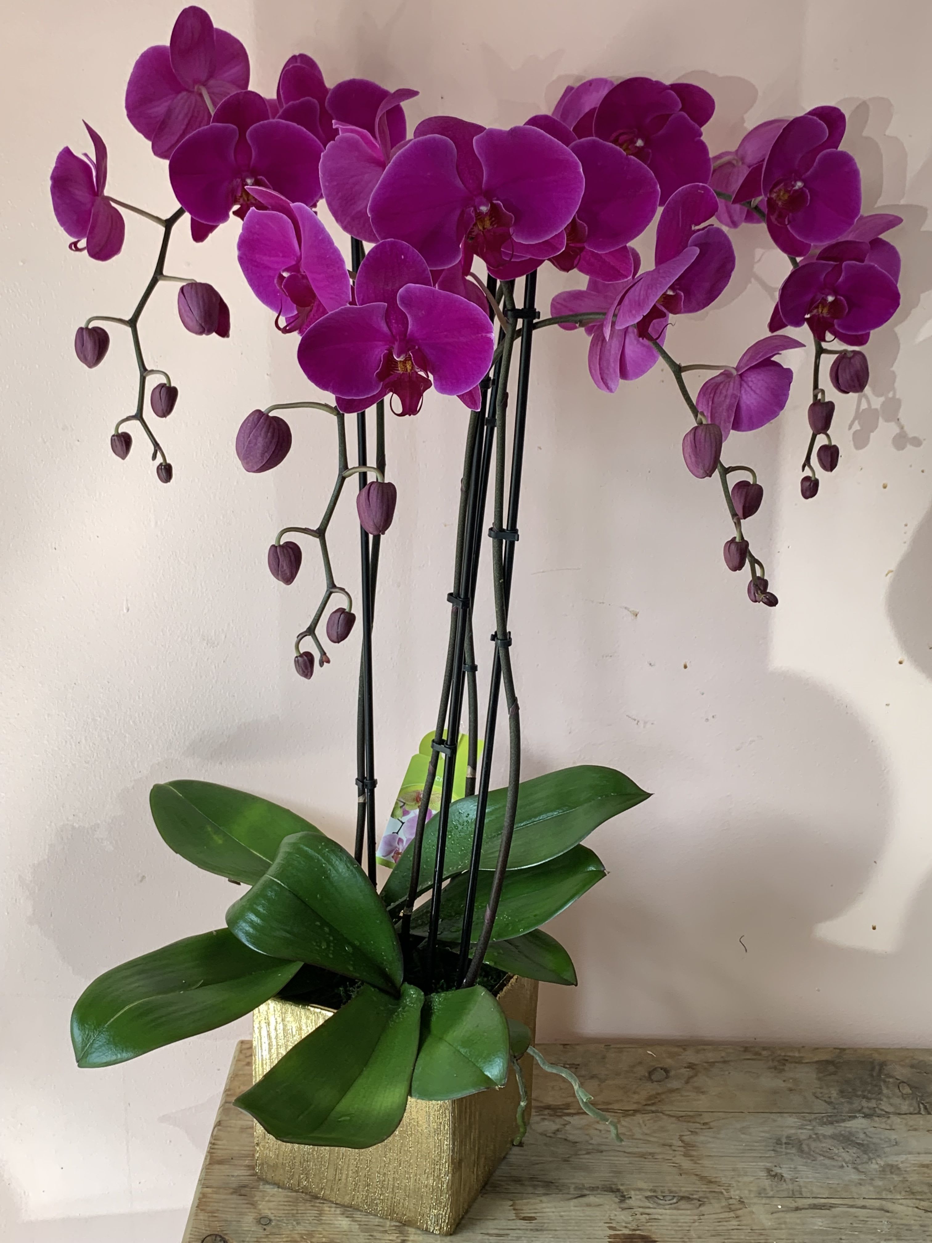 Orchestra of Orchids plants 