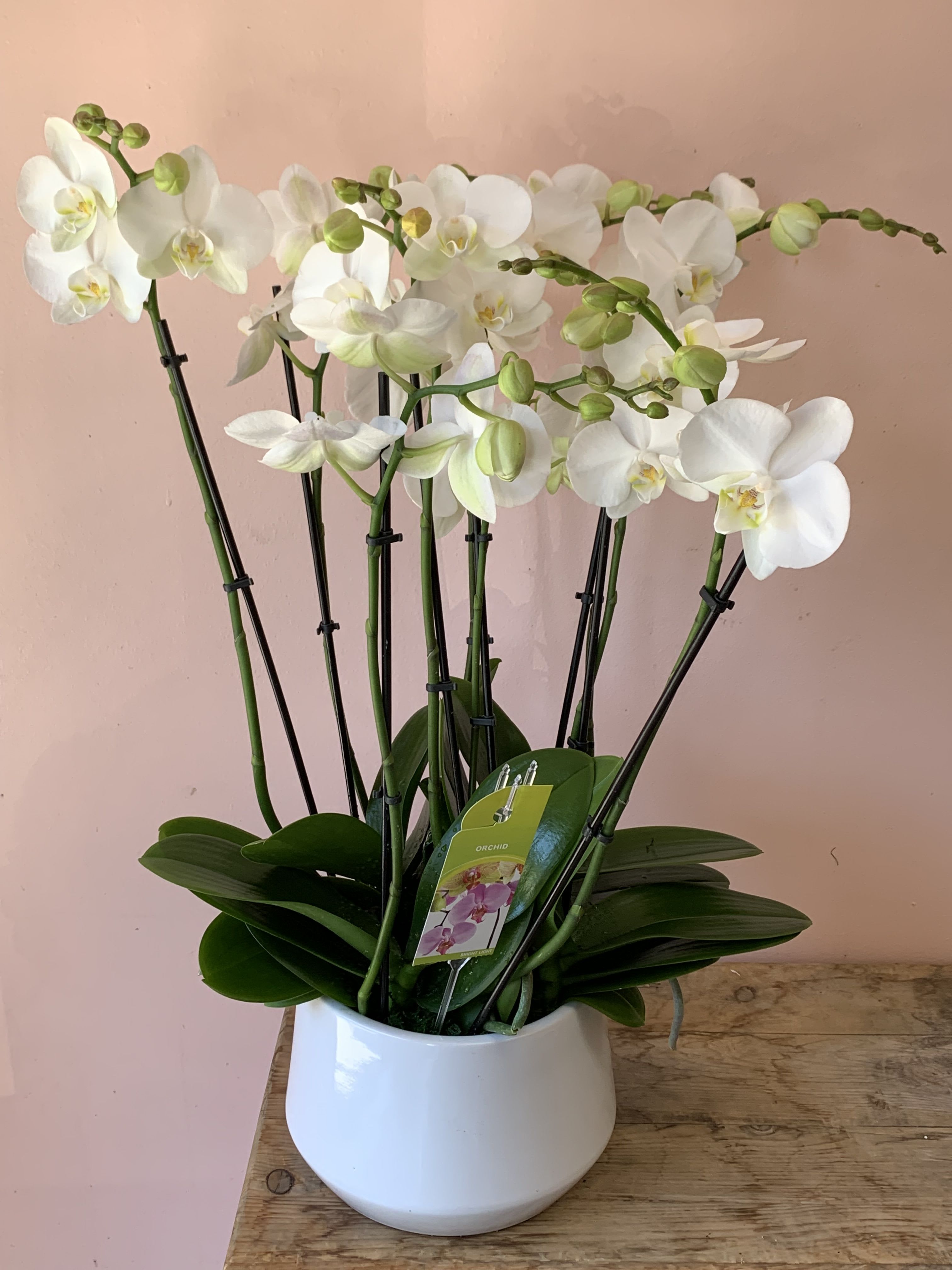 Triple Phalaenopsis Orchid Purity | Grand White Orchid Delivery in San Francisco 