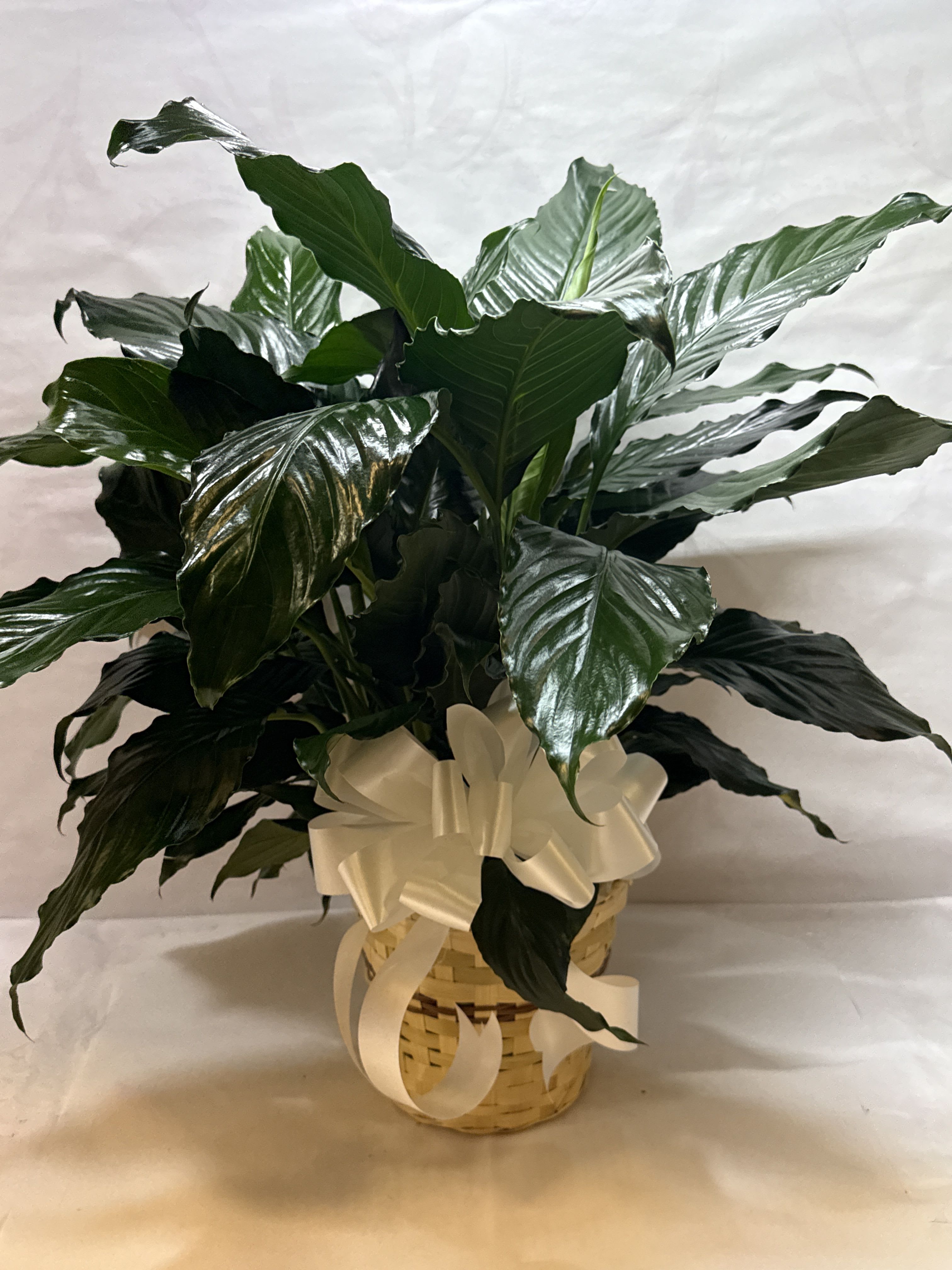 The Peace Lily Planter