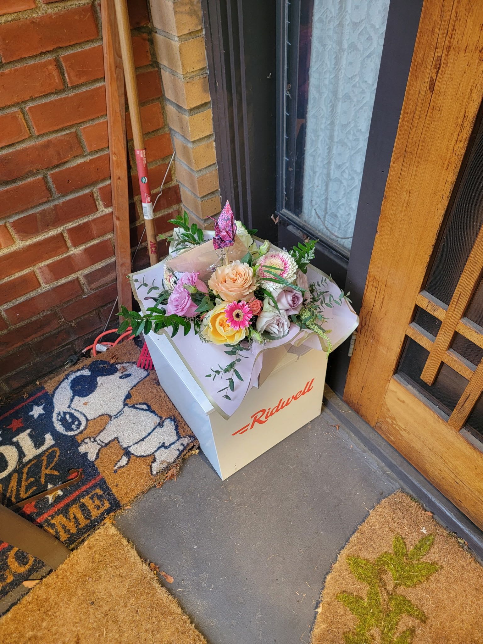 Blue Poppy's Neutral Choice