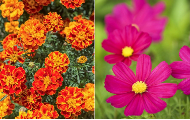 Flower Meaning flower meaning image