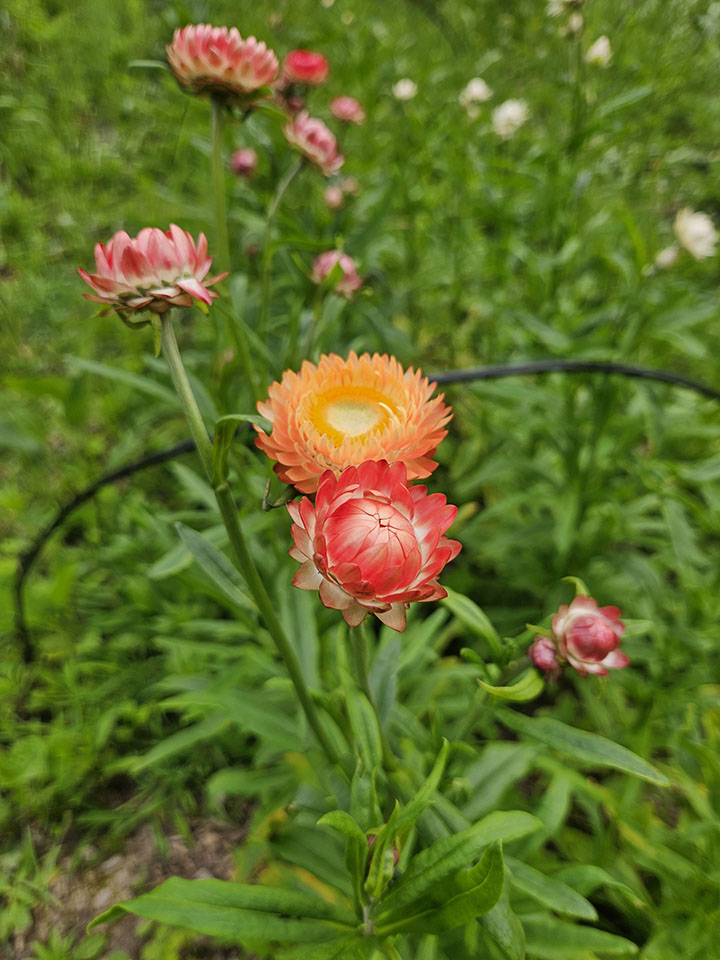 Drying flowers in garden
