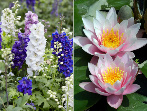 flower meaning image