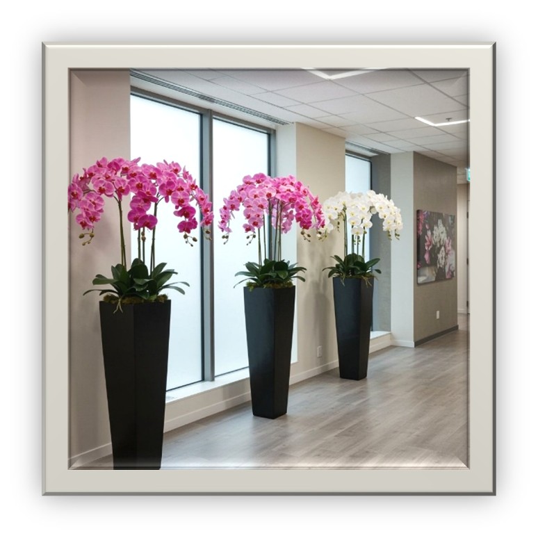 Pink and white tall vases of orchids in an office hallway