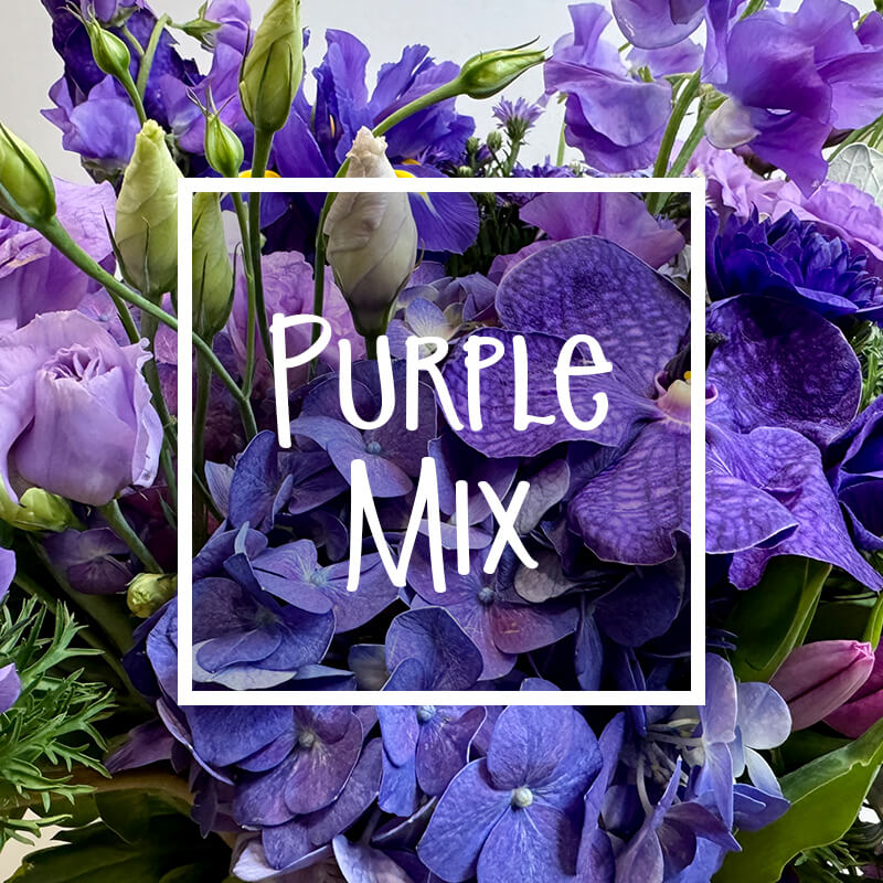 Desinger Choice Purple
