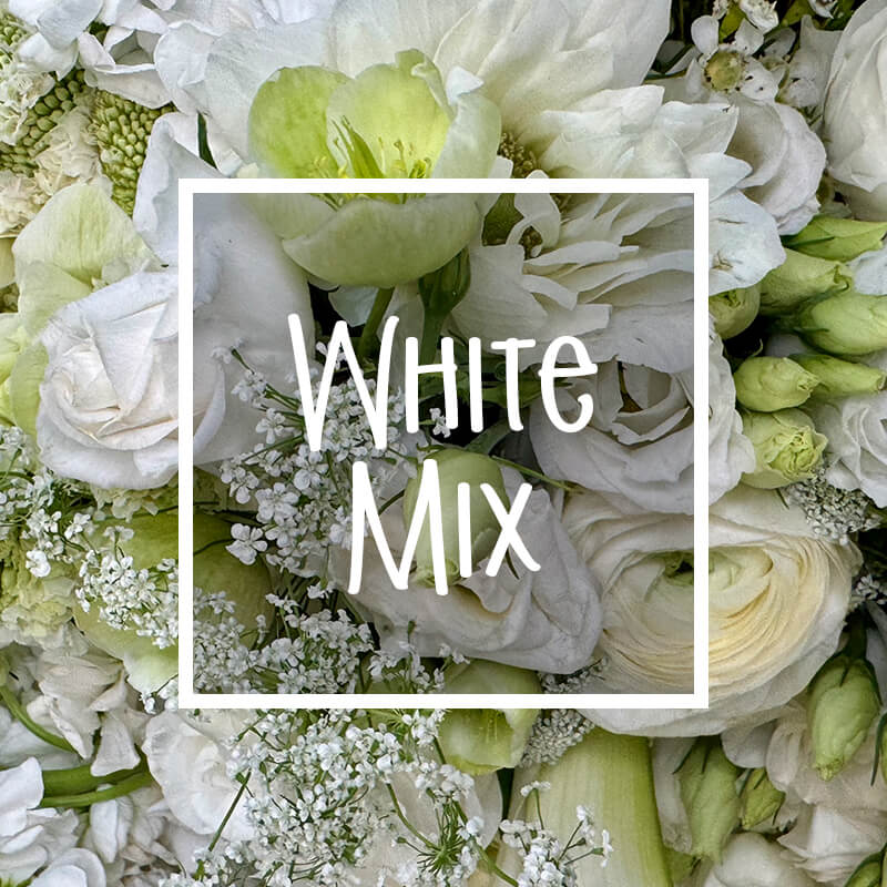 Desinger Choice White