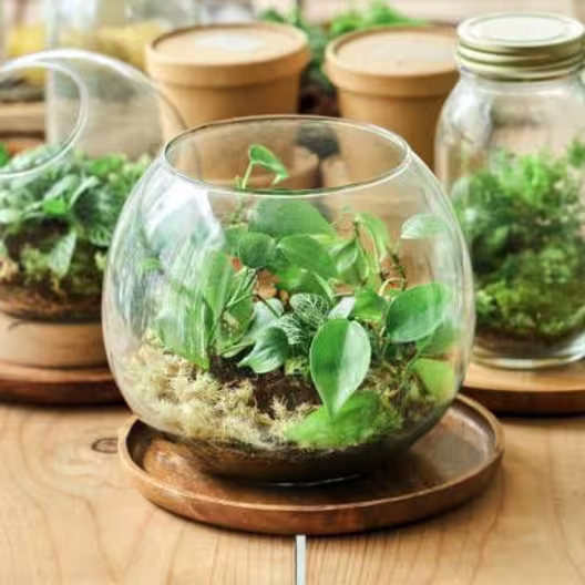 Terrarium Making Workshop