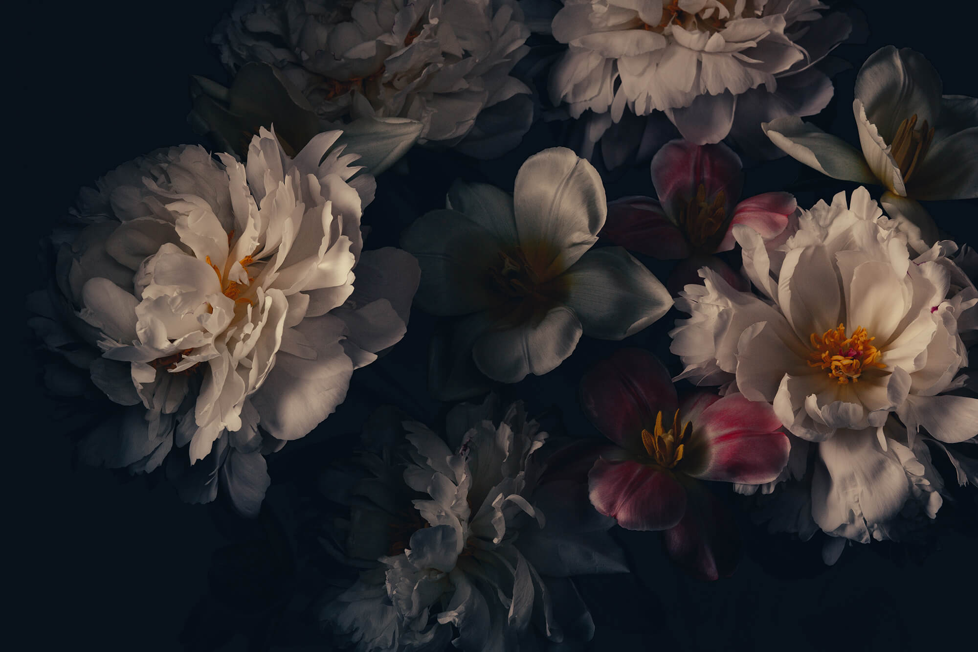 Floral Background Dark