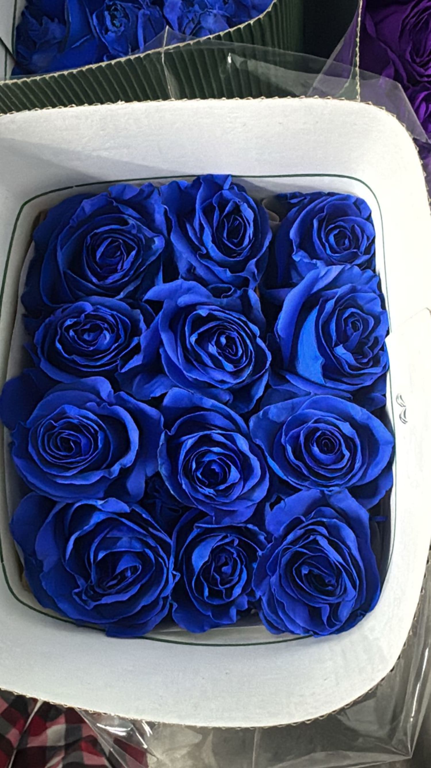 Blue Wholesale roses