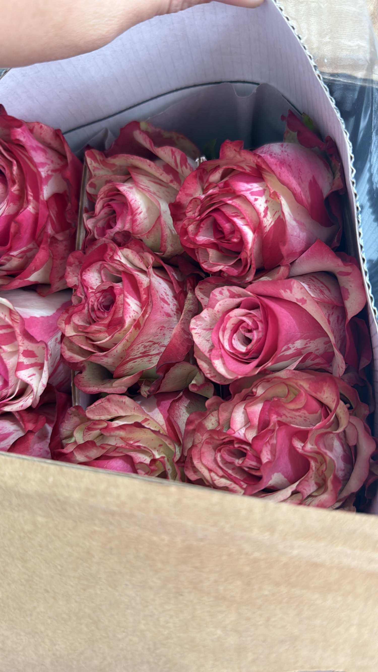 Pink and White wholesale roses