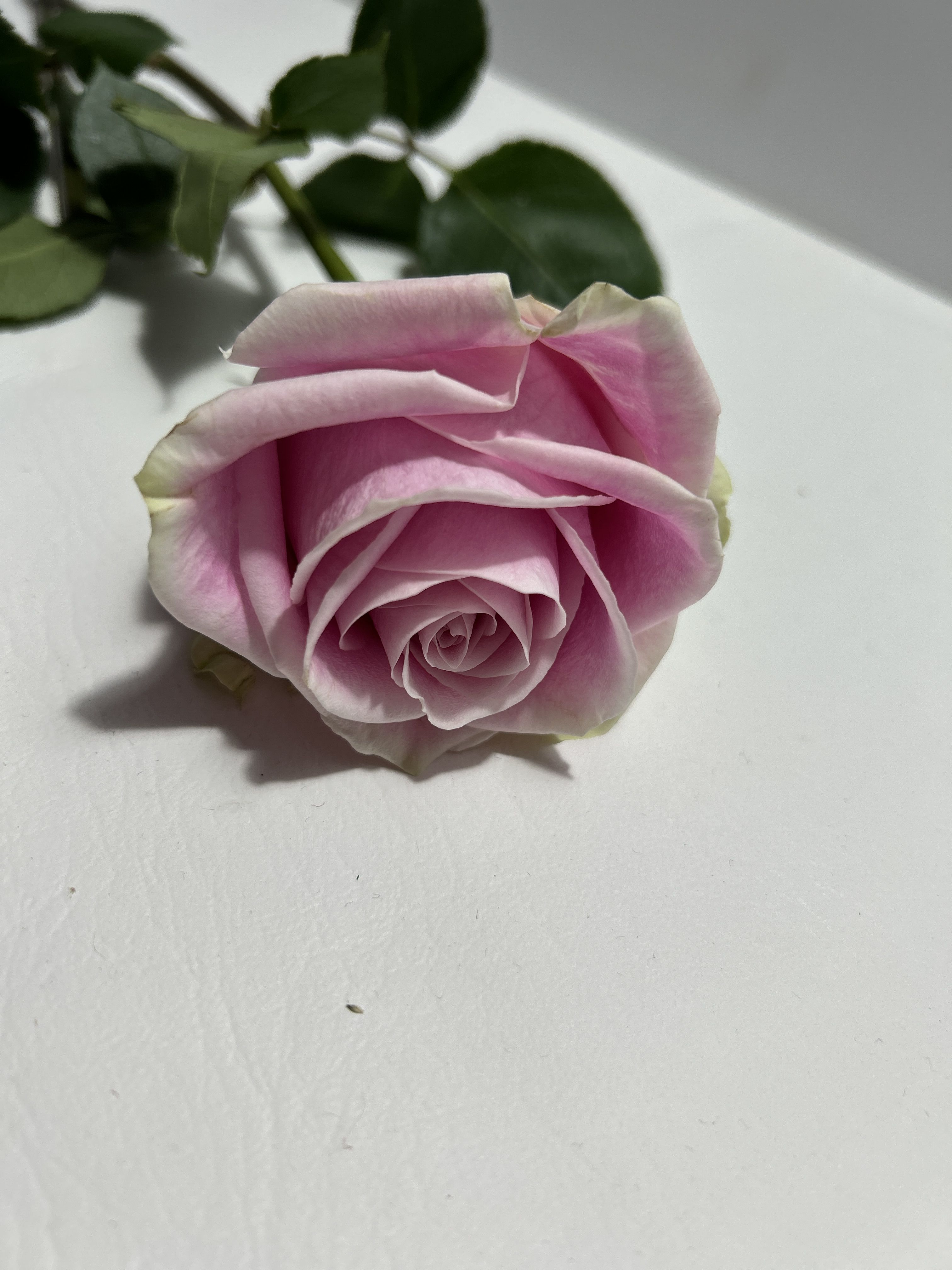 Single Rose 
