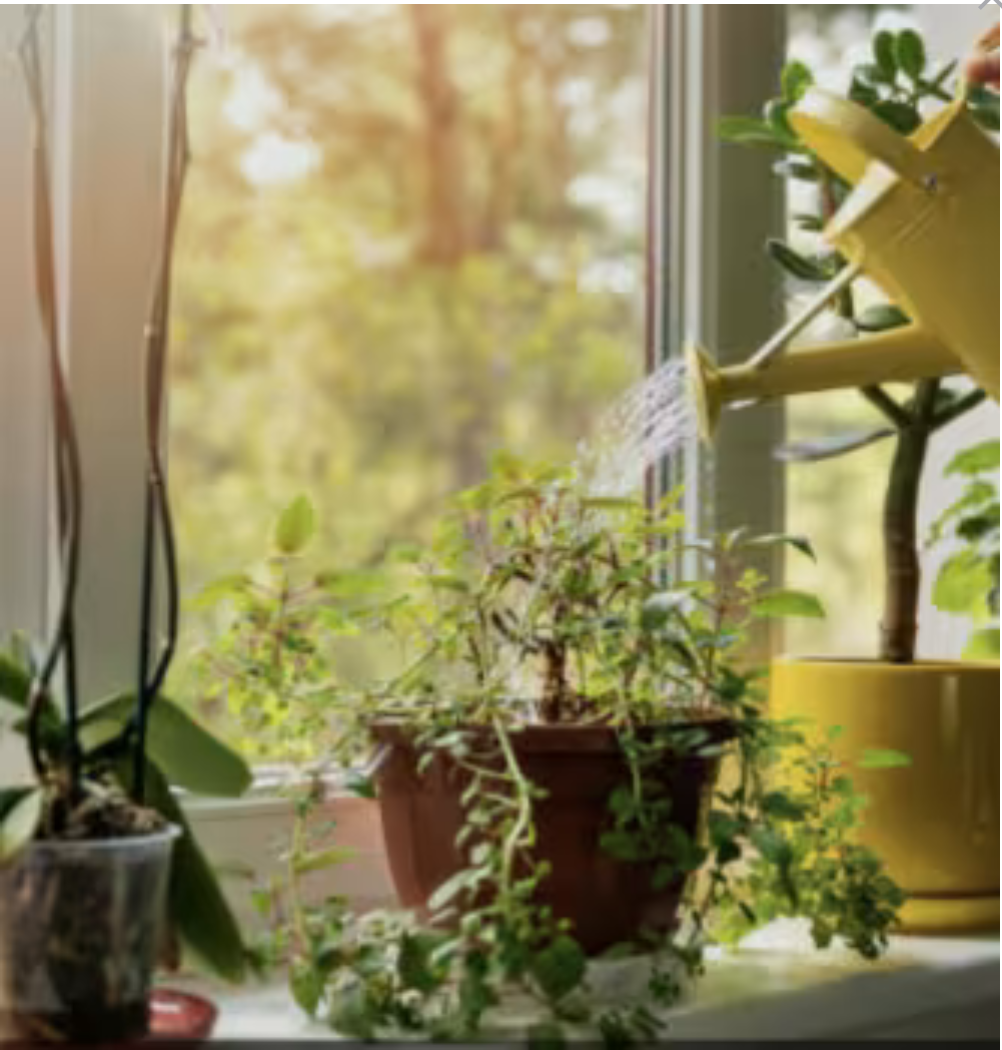 Watering Service Plan for  Homes, Businesses, and Hotels
