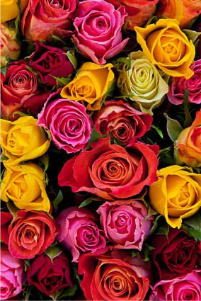Classic Rose