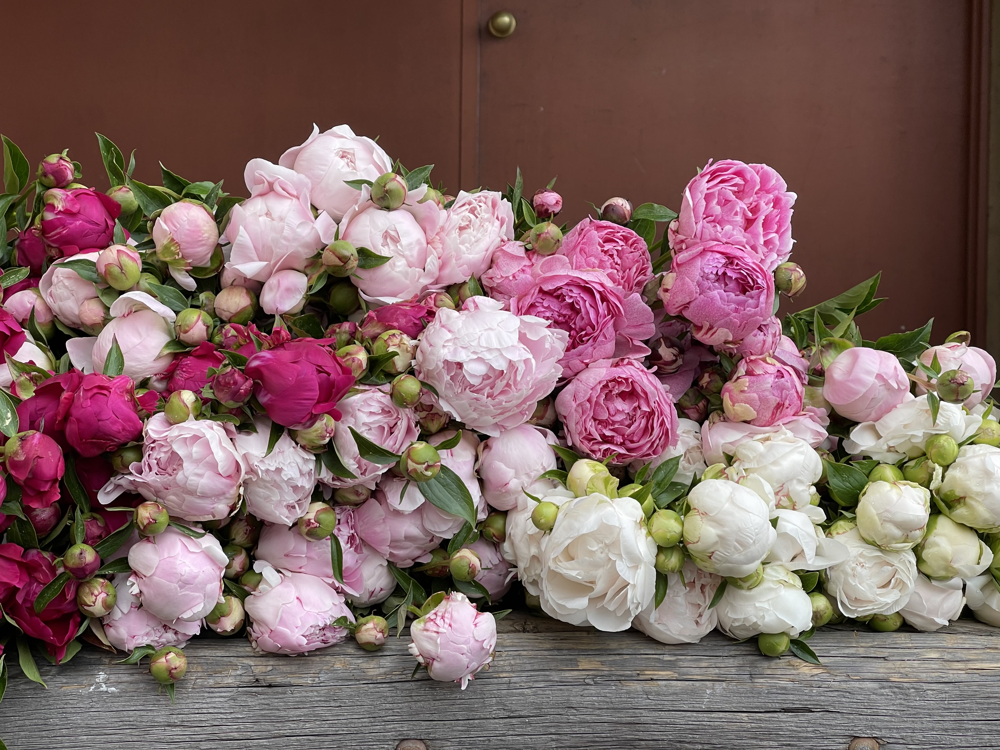 Three Week Peony Subscription