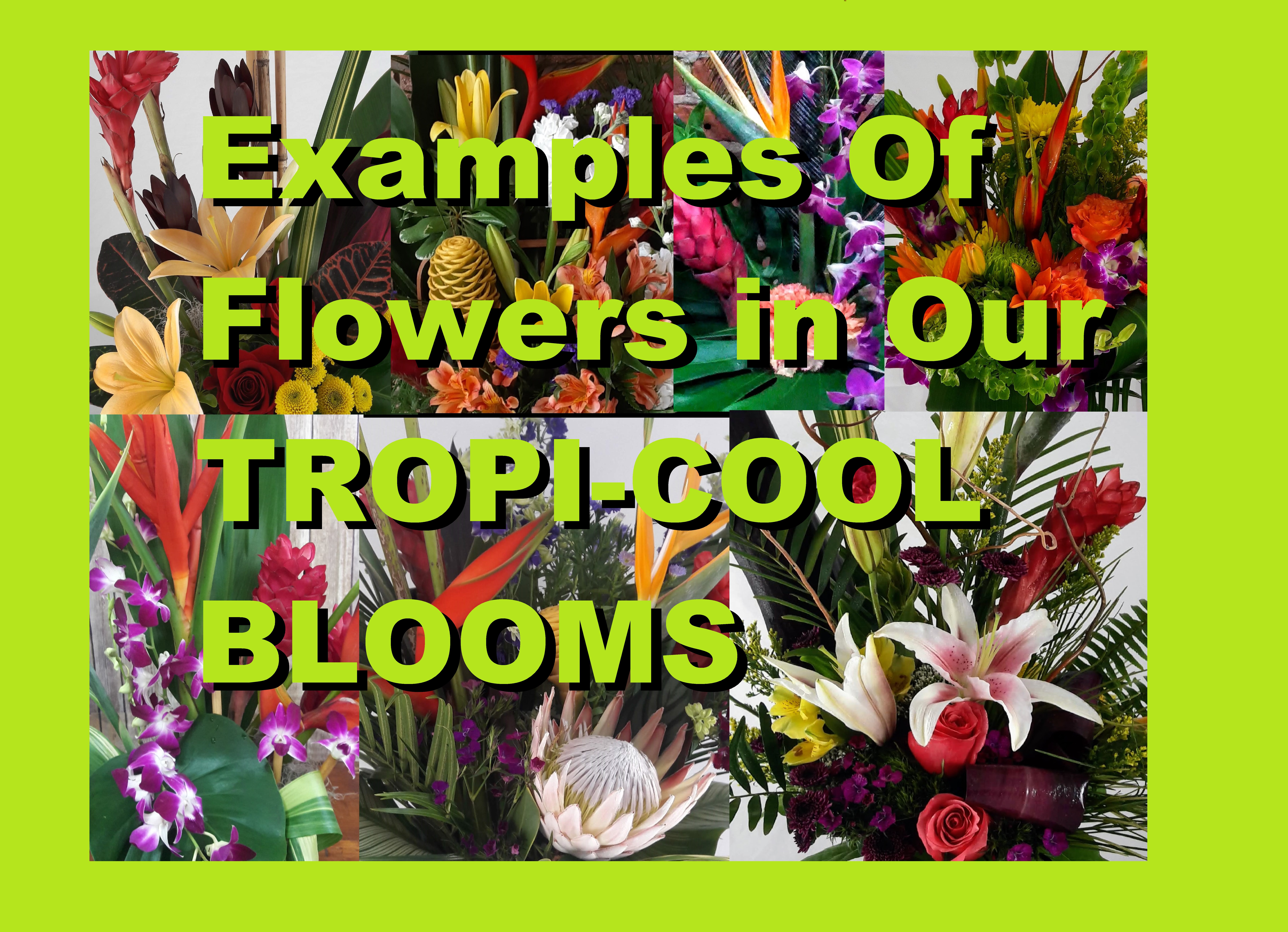TROPI-COOL BLOOMS