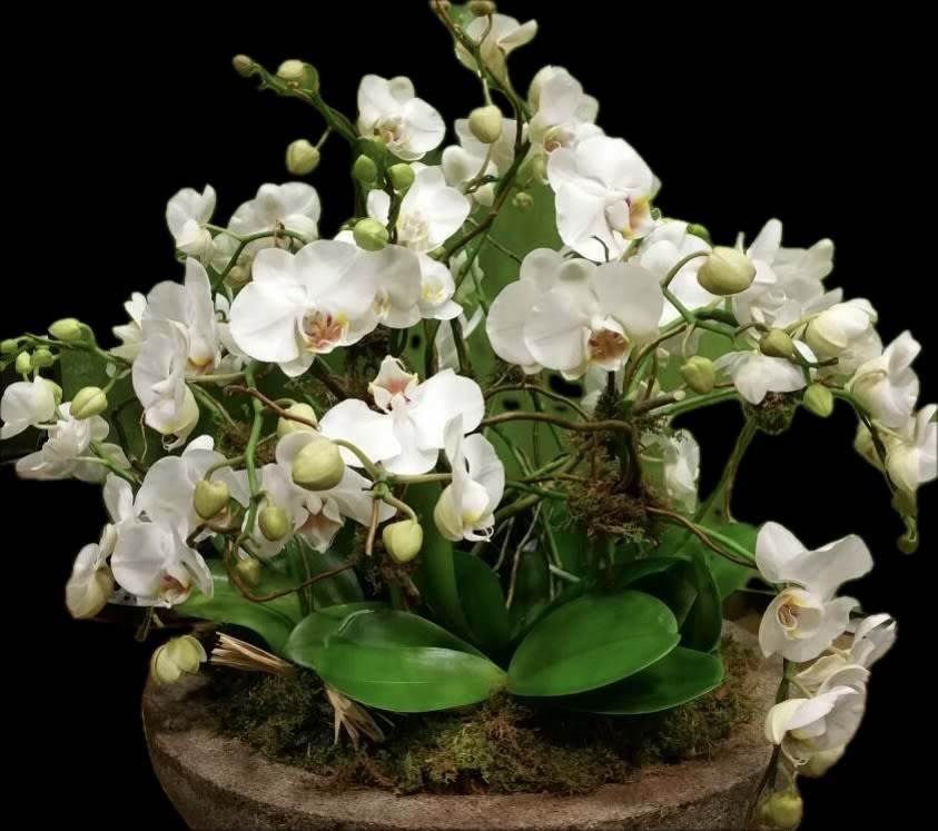 The Mini Orchid bowl monthly subscription. 