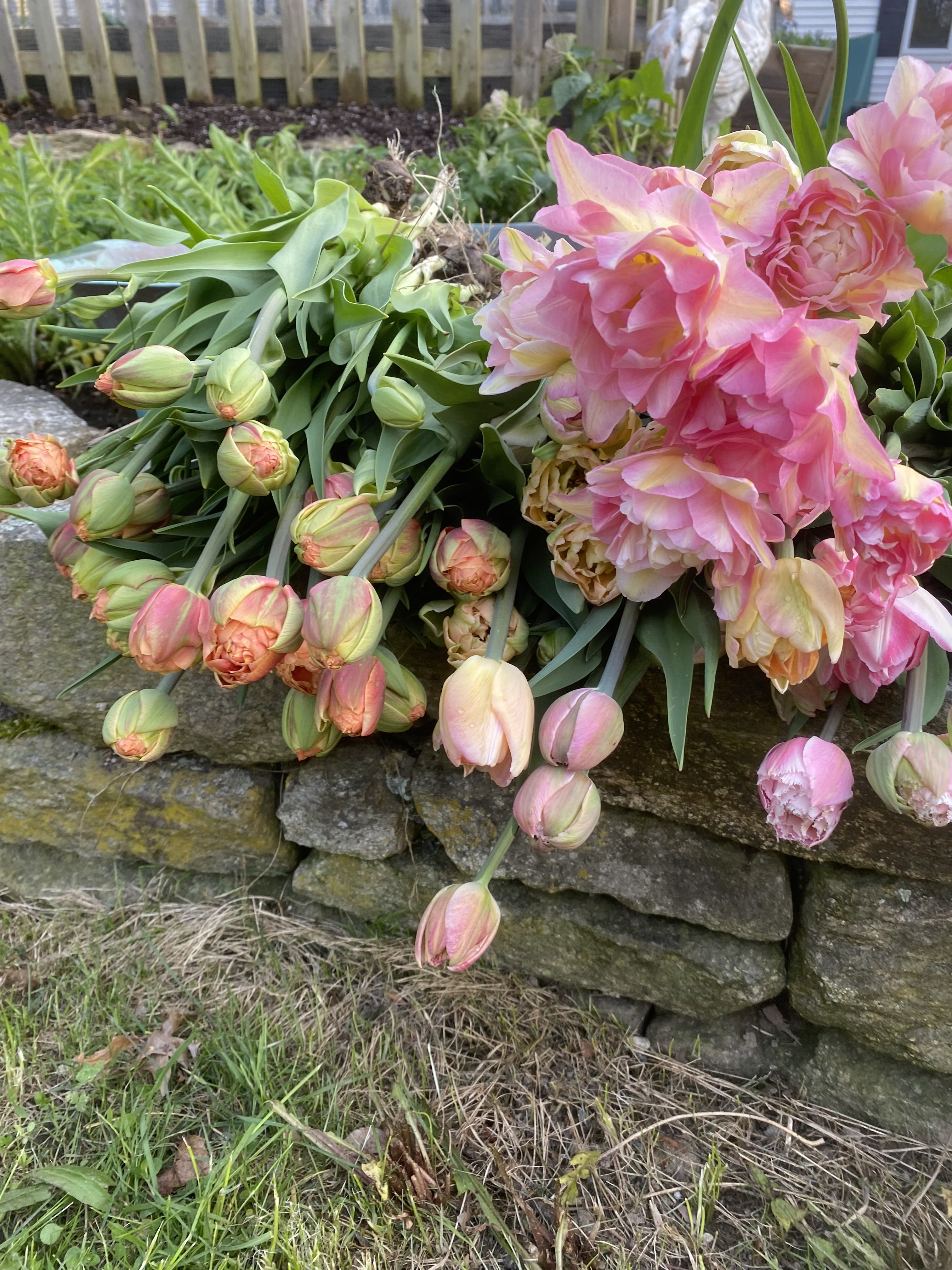 Tulip subscription 