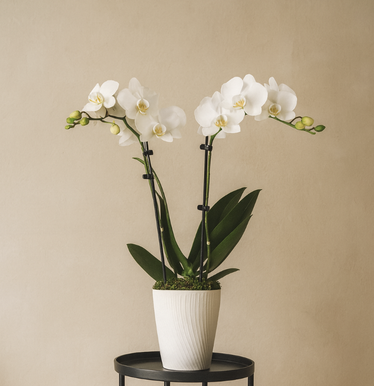 Orchids in pot