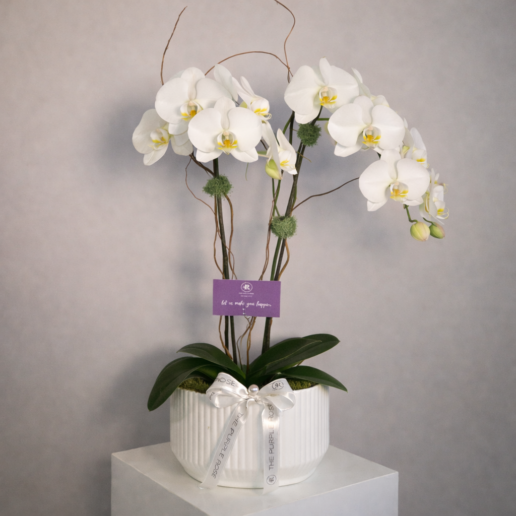 White Orchids in Pot