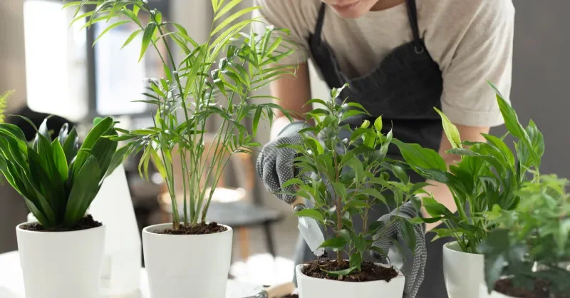 Green Plants 