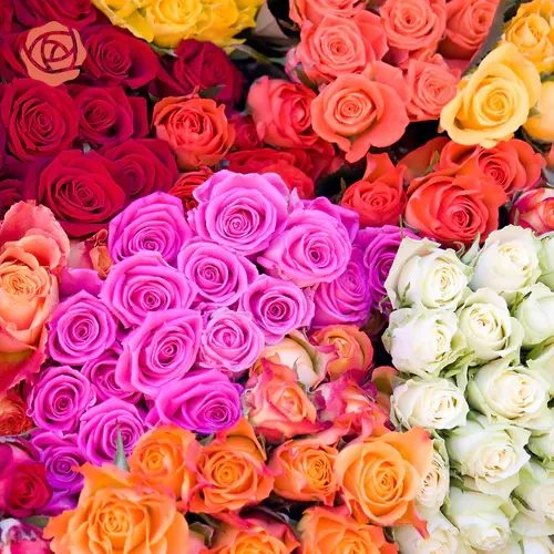Rose Blooms Club by Twigs and Blooms