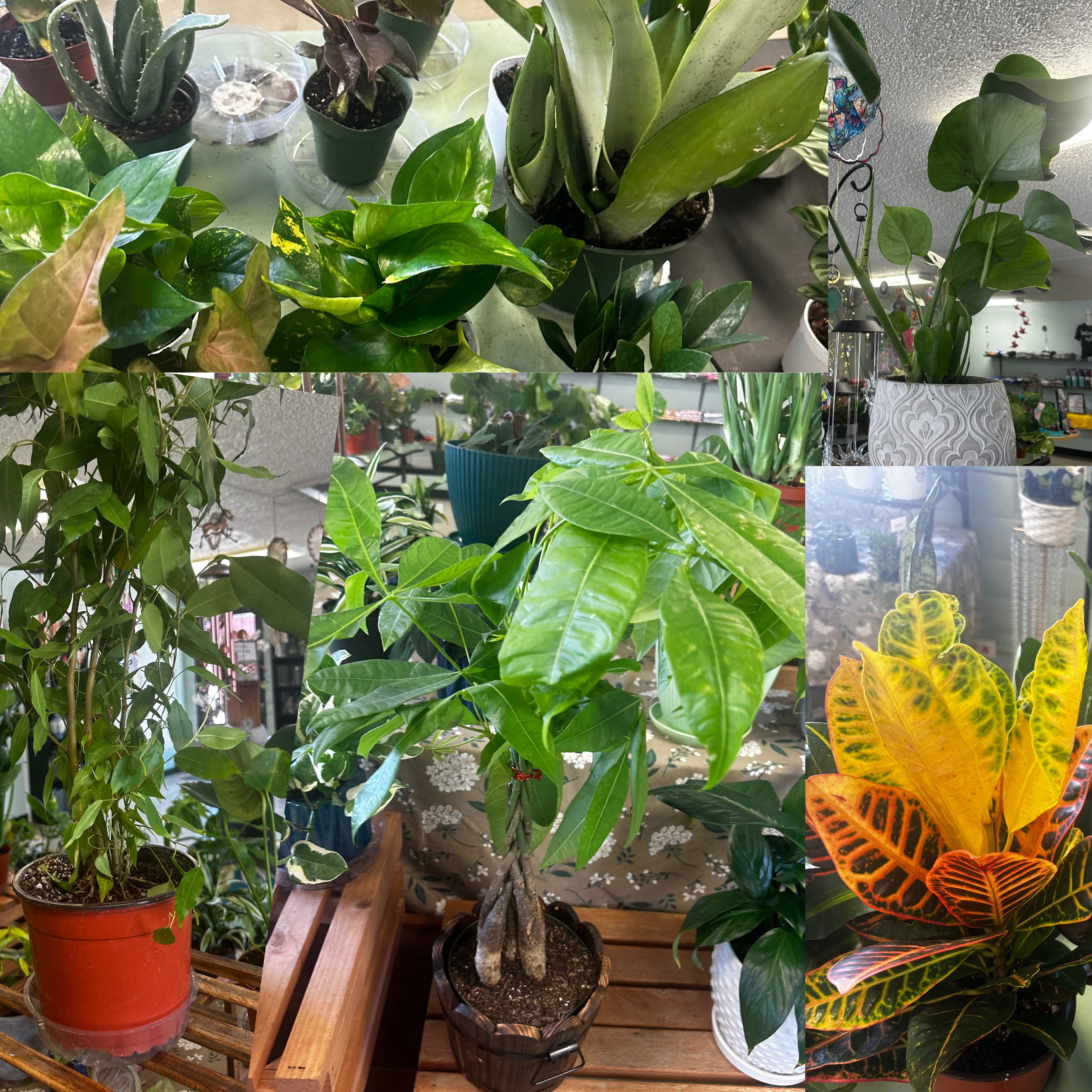 House plant subscription