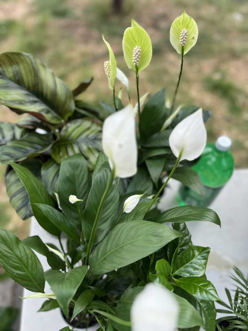 Flower designs 