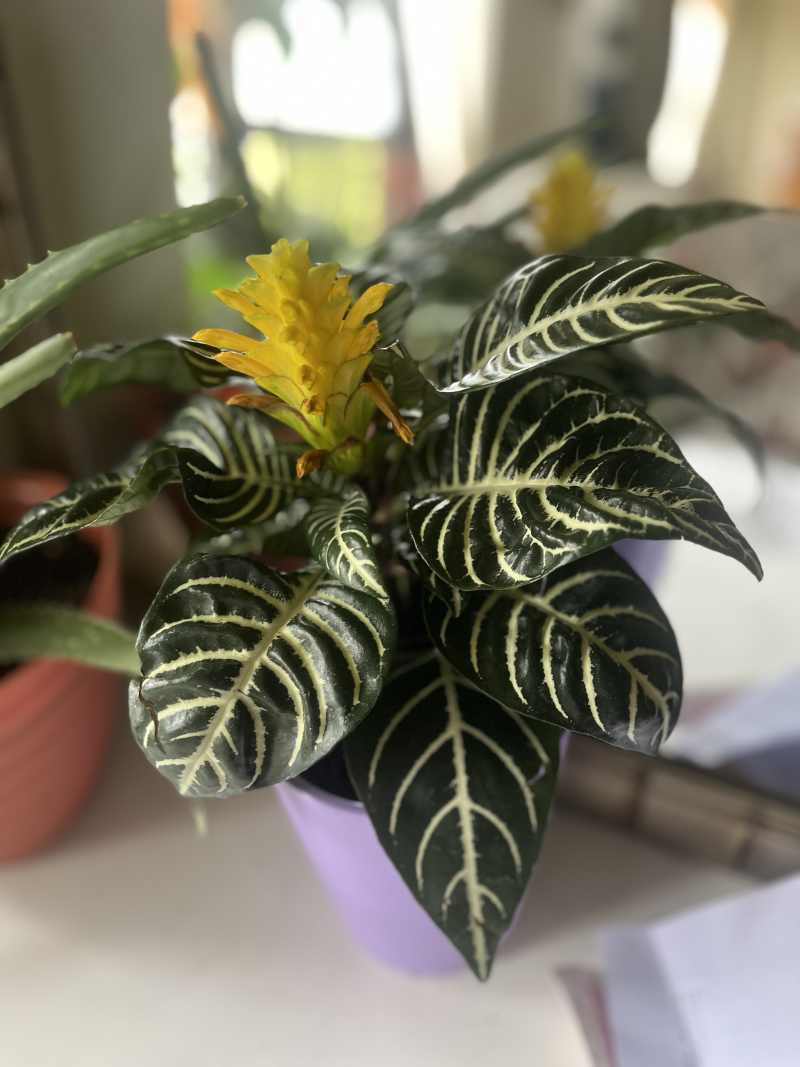 Plant 