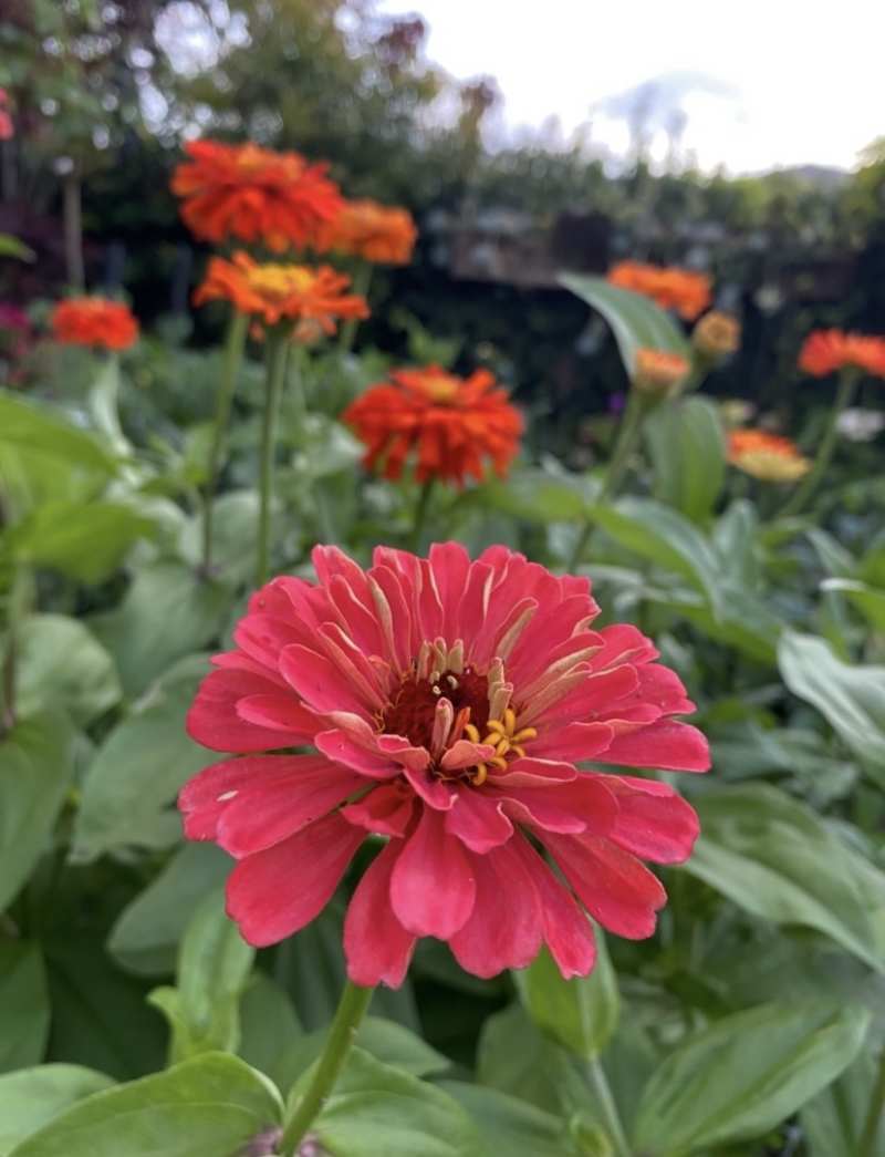 Homegrown blooms
